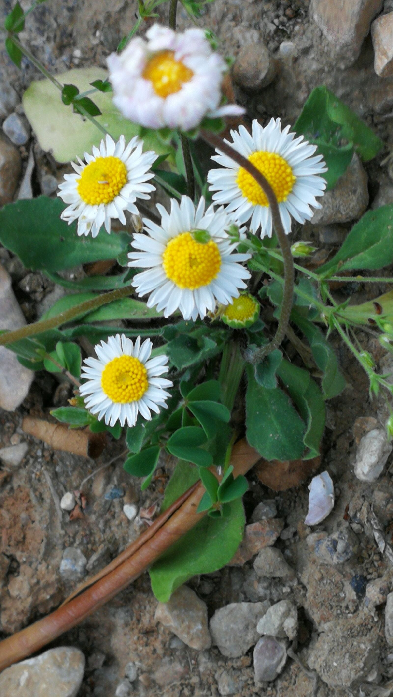 HUAWEI P10 sample photo. Daisies, green, flowers photography