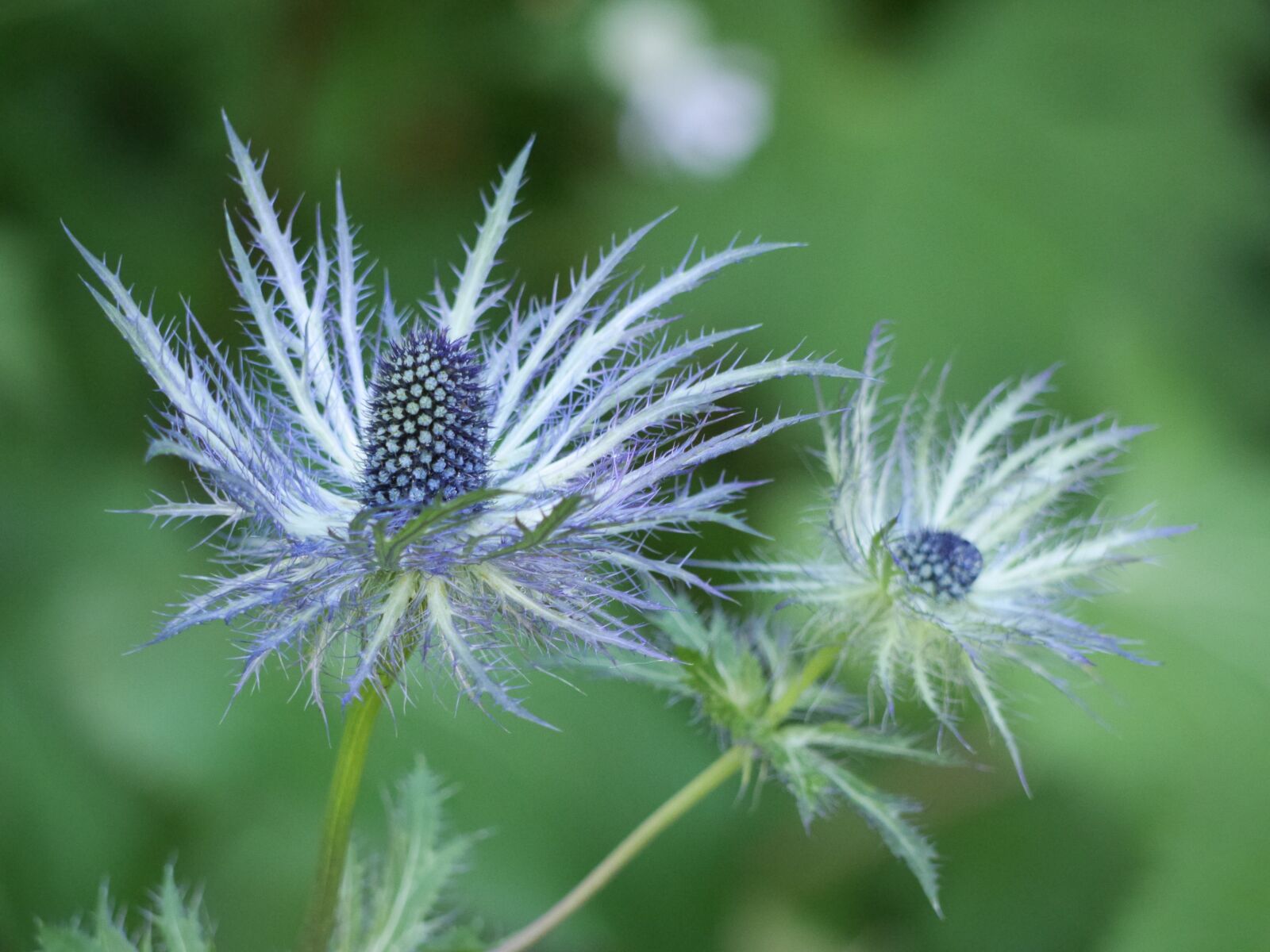 Panasonic Lumix DMC-GH3 sample photo. Flower, chardon, nature photography