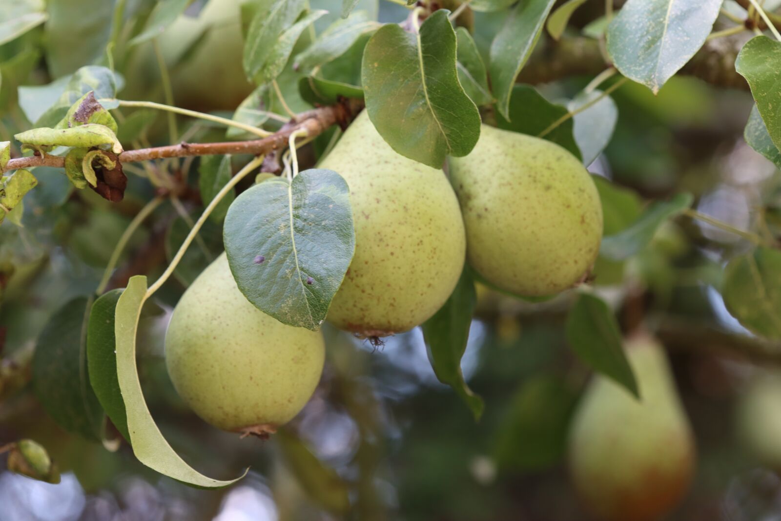 Canon EF 180mm F3.5L Macro USM sample photo. Pears, fruit, branch photography