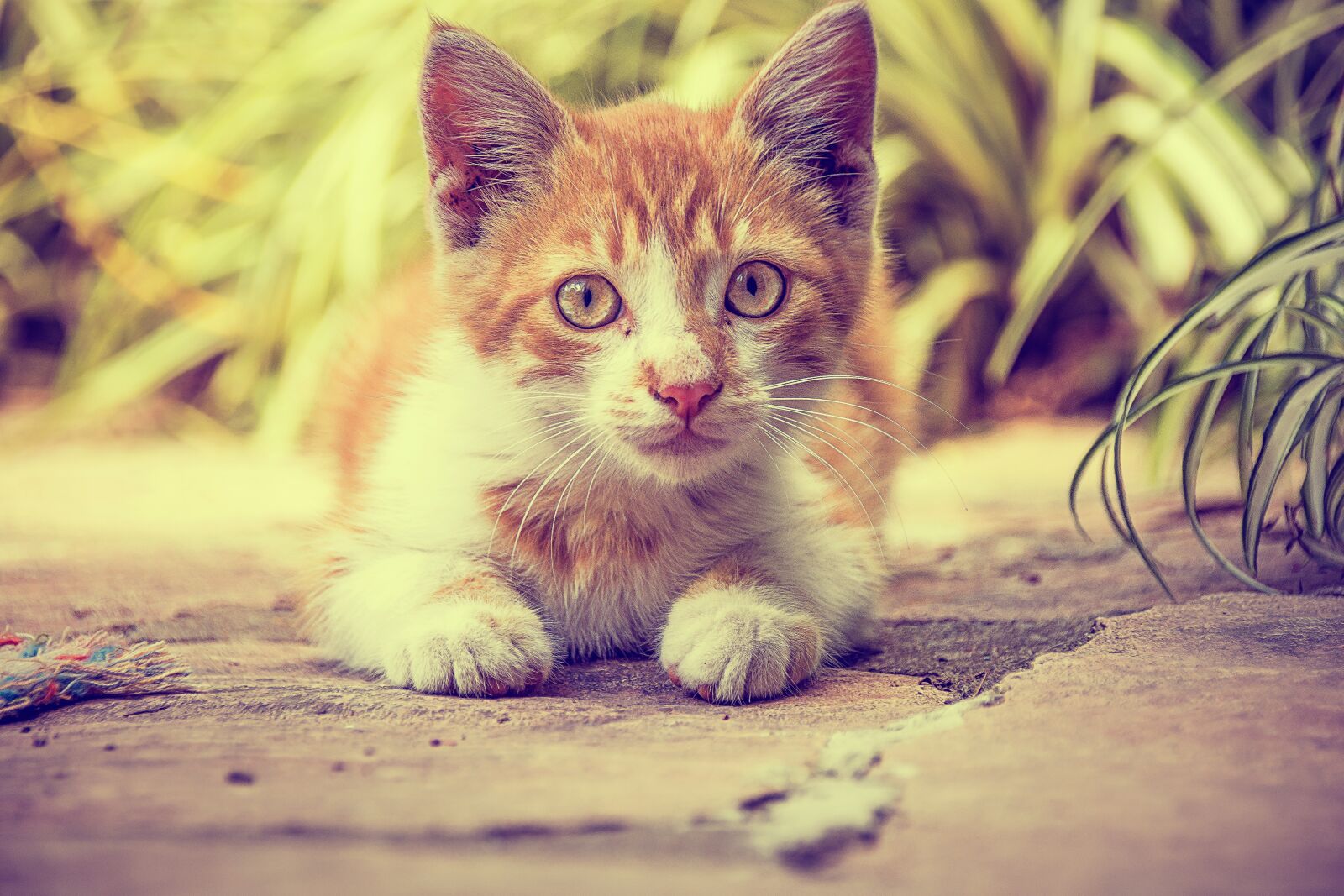 Nikon D7200 sample photo. Cat, pet, animals photography