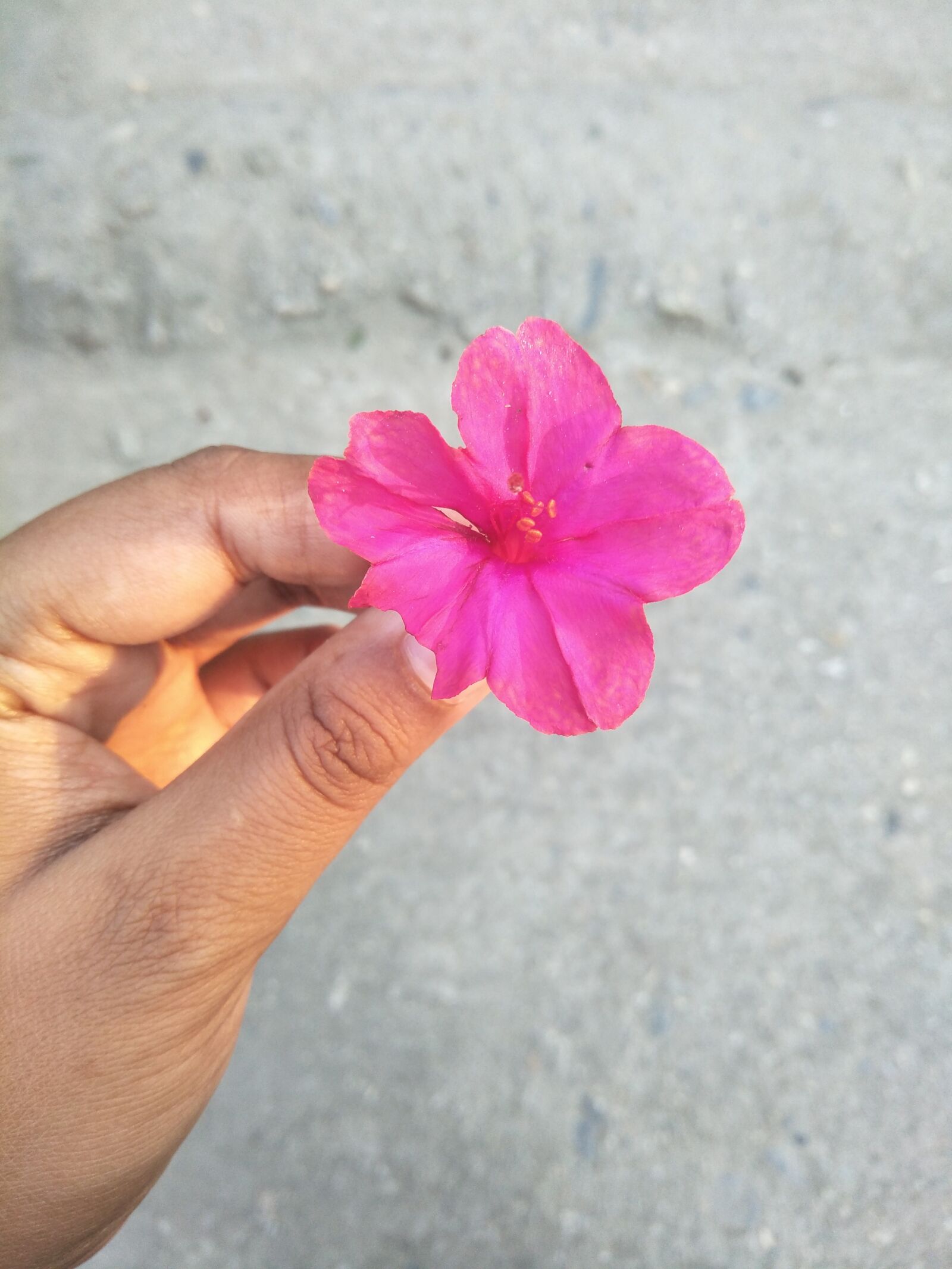 OPPO CPH1701 sample photo. Magenta, flower, handpicked photography