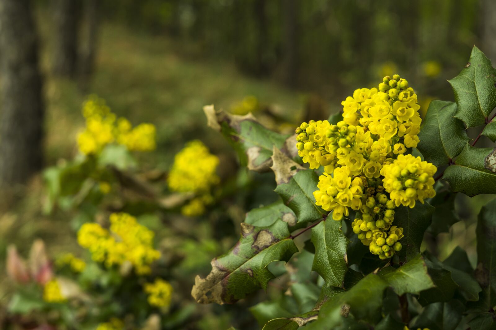 Sony a6300 + Sigma 30mm F2.8 EX DN sample photo. Yellow flower, yellow flowers photography