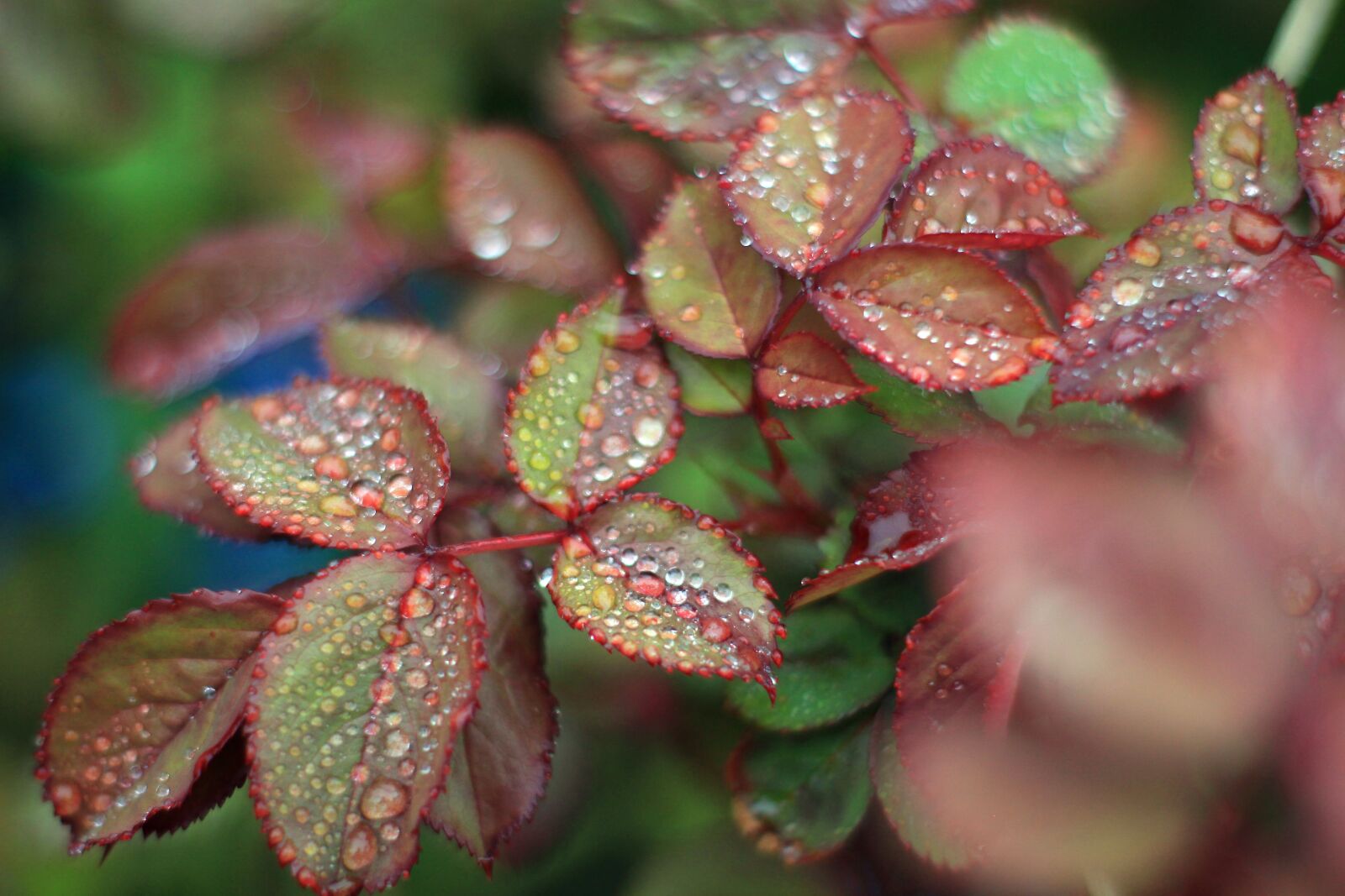 Canon EOS 700D (EOS Rebel T5i / EOS Kiss X7i) sample photo. Rose petals, roses, plant photography