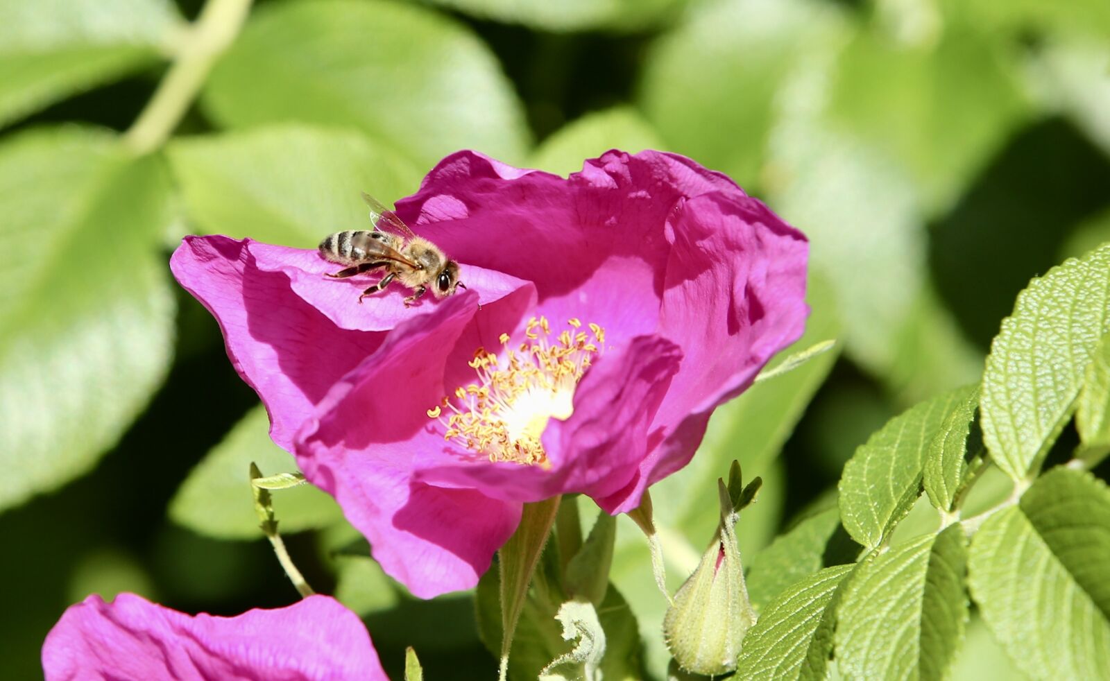 Canon EOS 5D Mark III sample photo. Animal, bee, honey bee photography