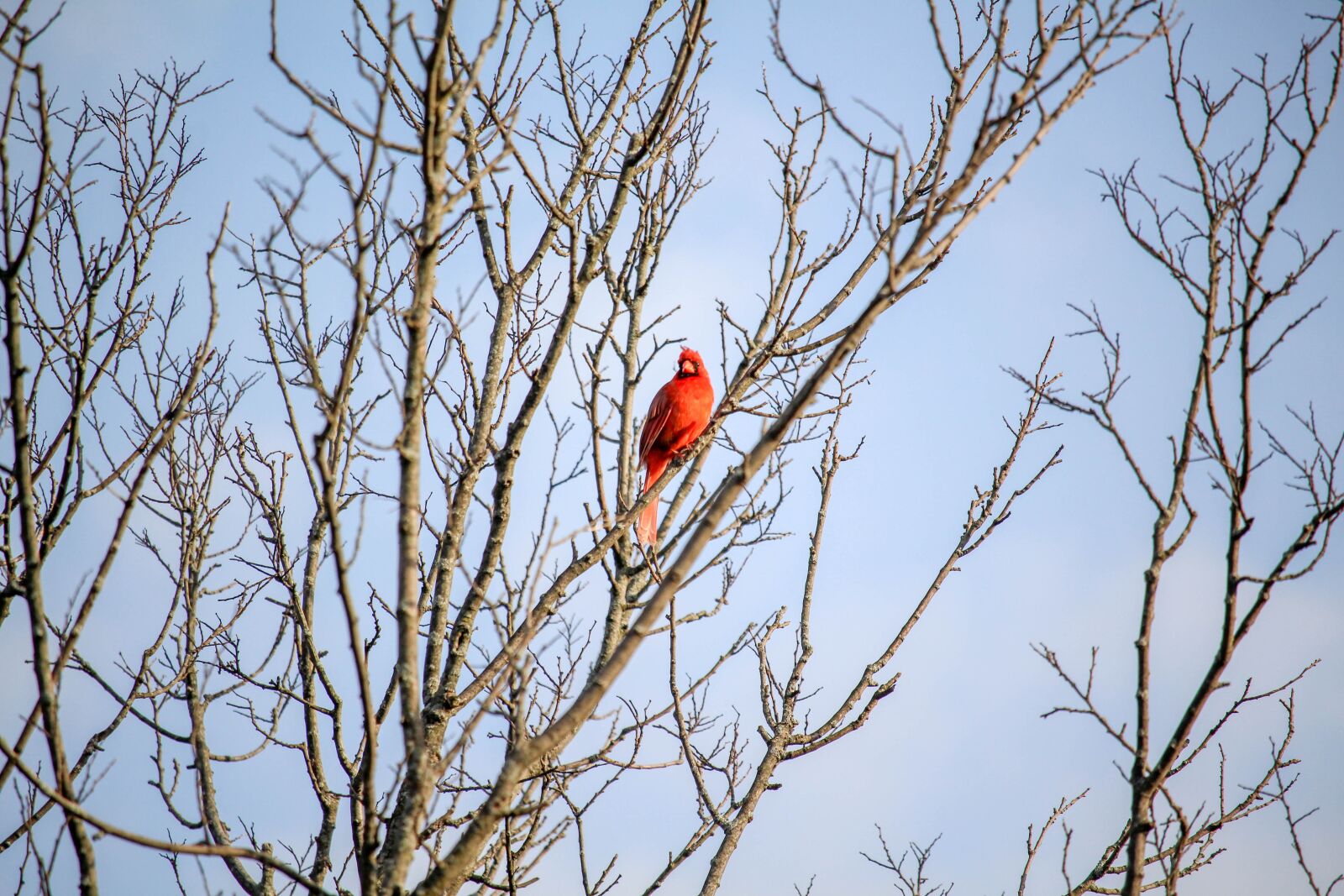 Canon EOS 700D (EOS Rebel T5i / EOS Kiss X7i) sample photo. Tree, winter, branch photography