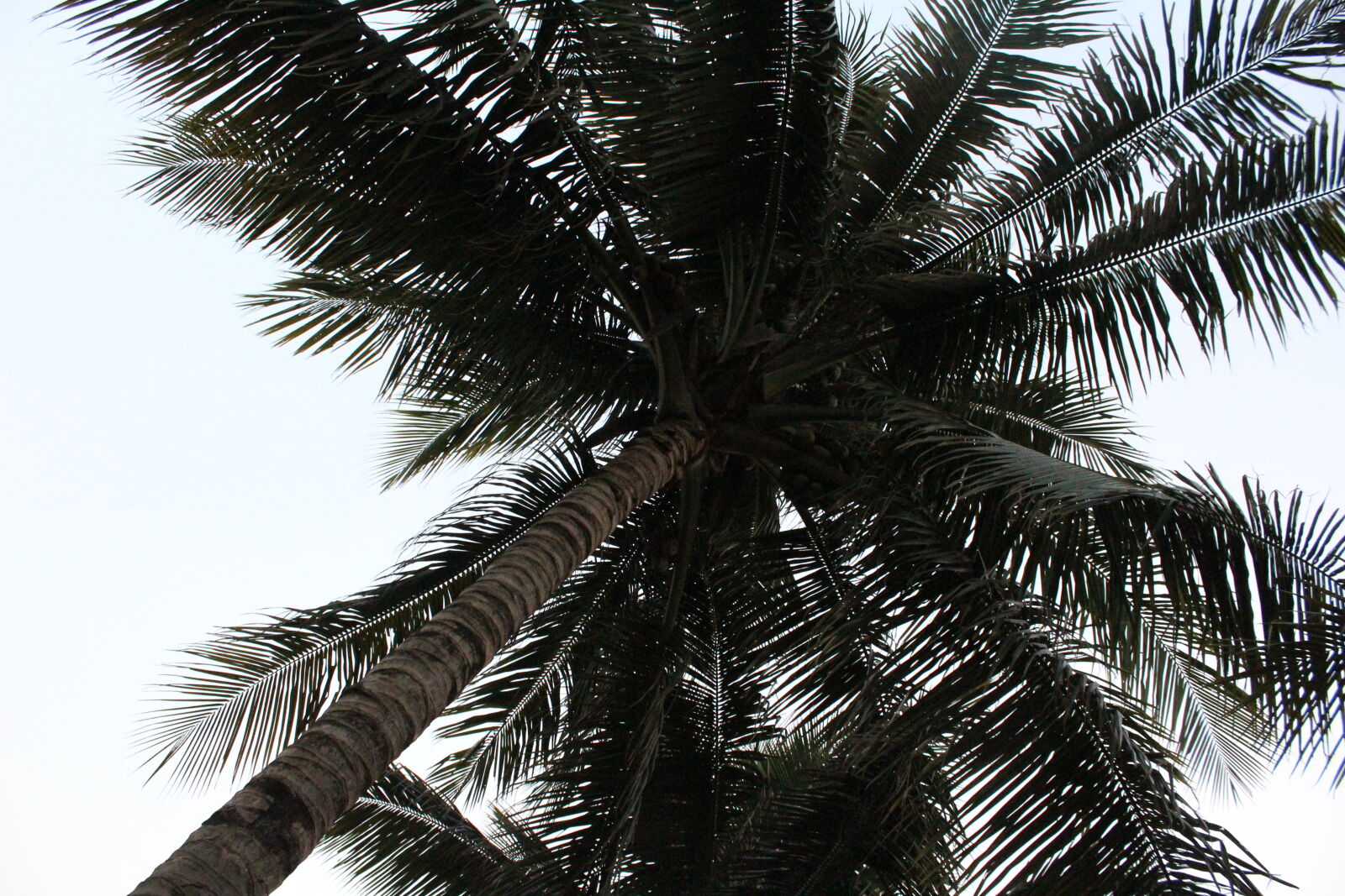 Canon EOS 1200D (EOS Rebel T5 / EOS Kiss X70 / EOS Hi) sample photo. Amusement, park, coconut, coconut photography