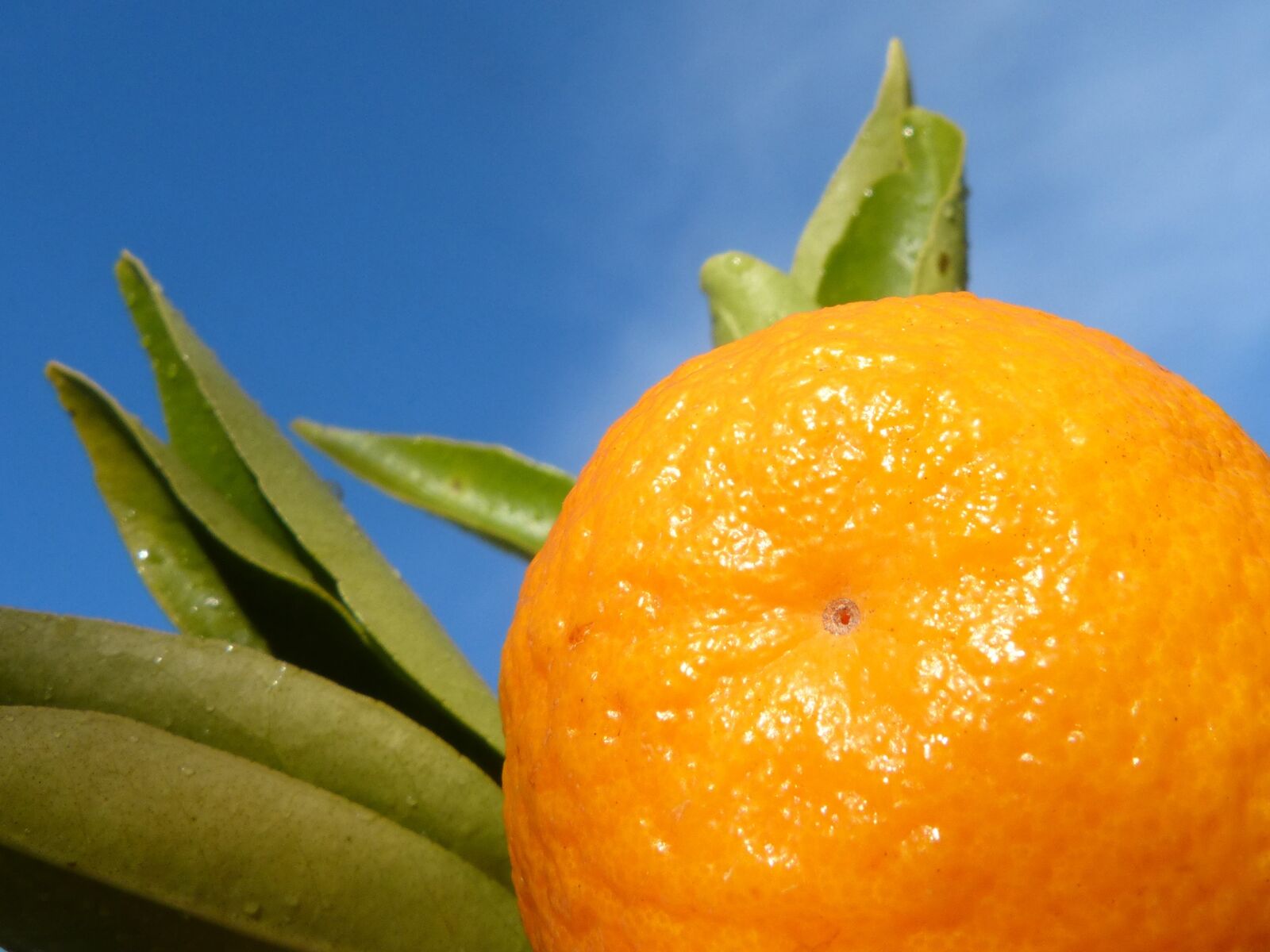 Panasonic DMC-FZ62 sample photo. Tangerine, leaf, sky photography