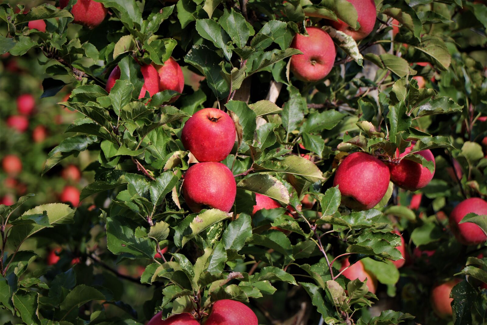 Canon EF-S 18-135mm F3.5-5.6 IS USM sample photo. Apple tree, apple, south photography