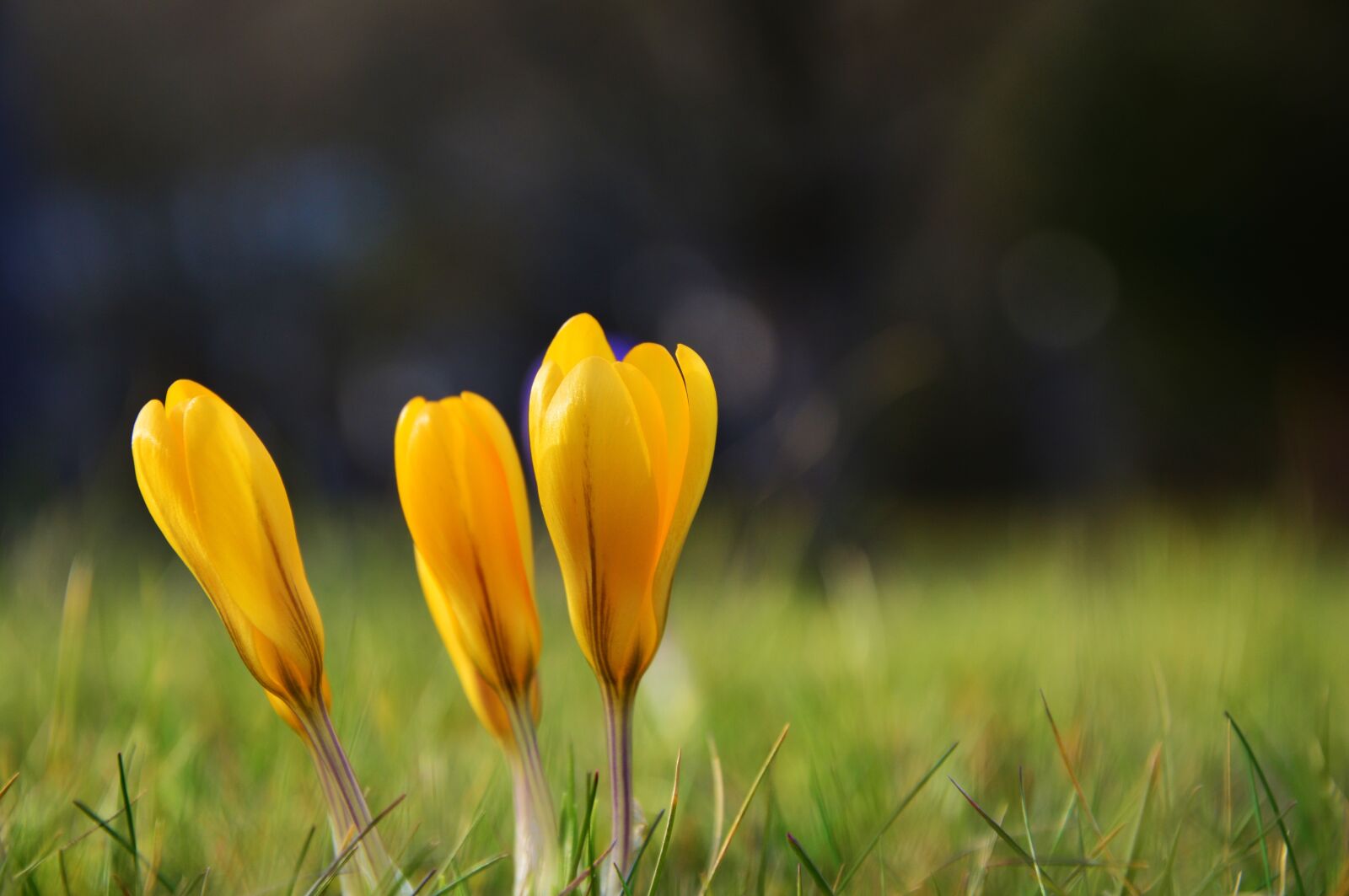 Nikon D5200 sample photo. Crocus, yellow crocuses, early photography