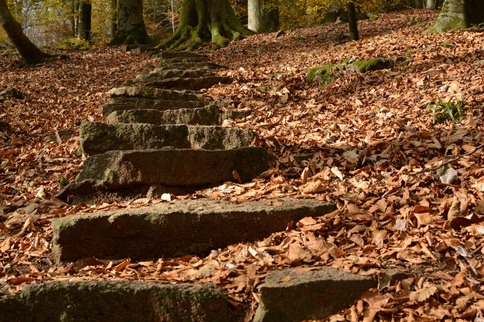 Nikon D3200 sample photo. Stairs, away, gradually photography