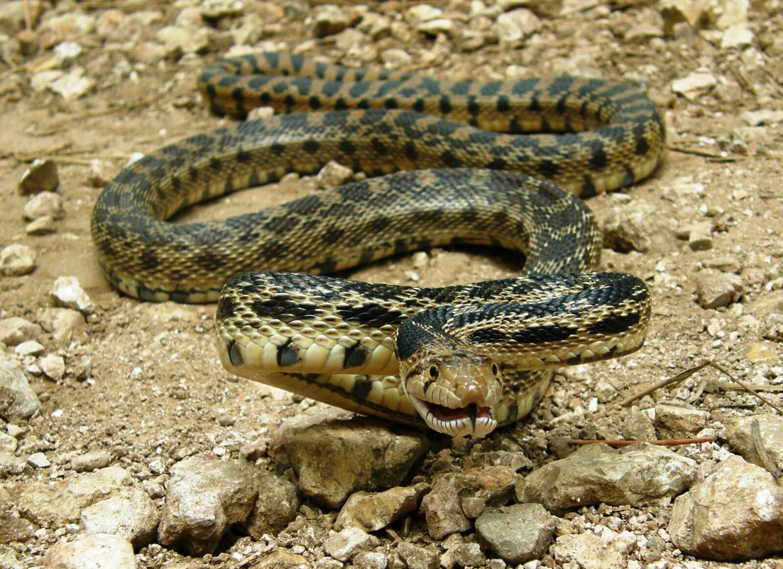 Olympus SP560UZ sample photo. Gopher snake, coiled, reptile photography