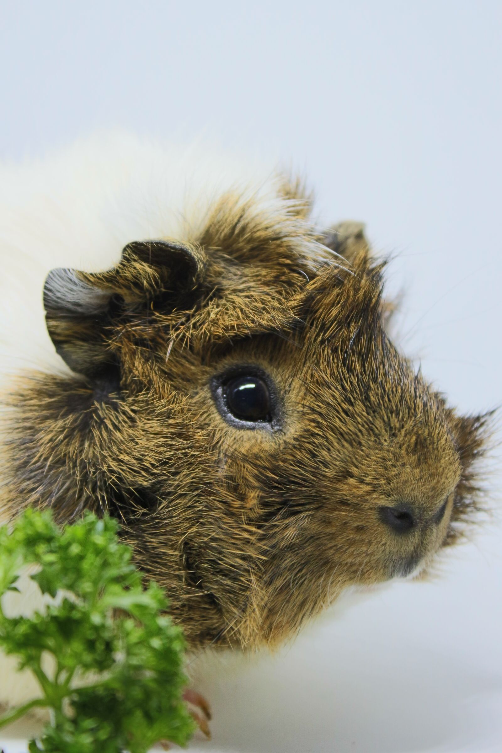 Canon EF-S 18-55mm F3.5-5.6 IS sample photo. Sea ​​pig, fur, close photography