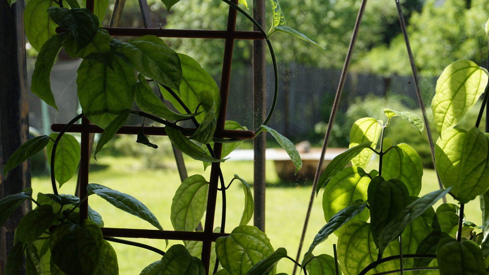 Sony Alpha NEX-5T sample photo
