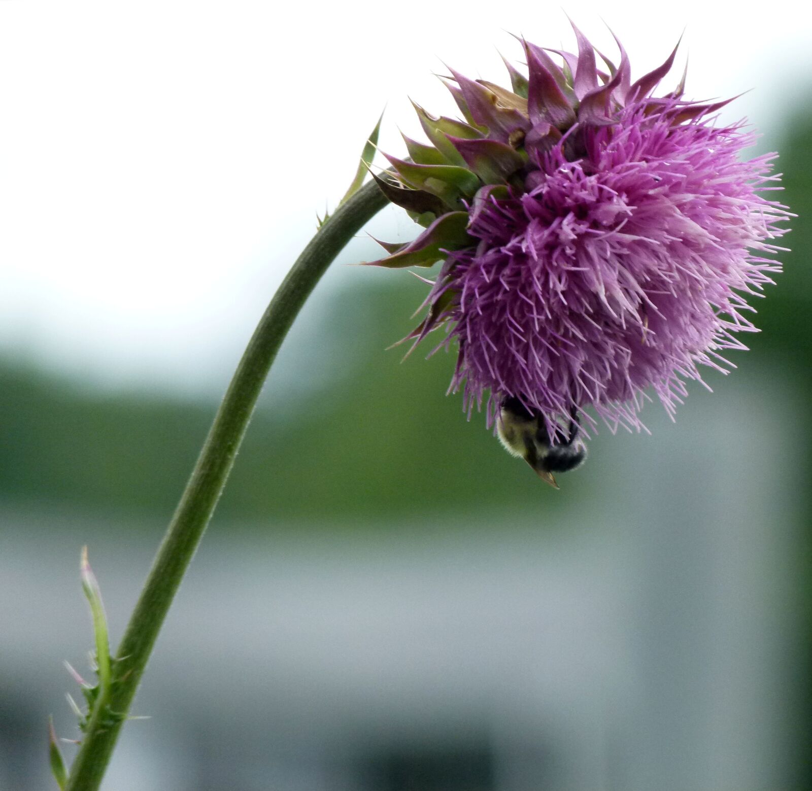 Panasonic Lumix DMC-FZ100 sample photo. Bumble bee, bee, bumble photography