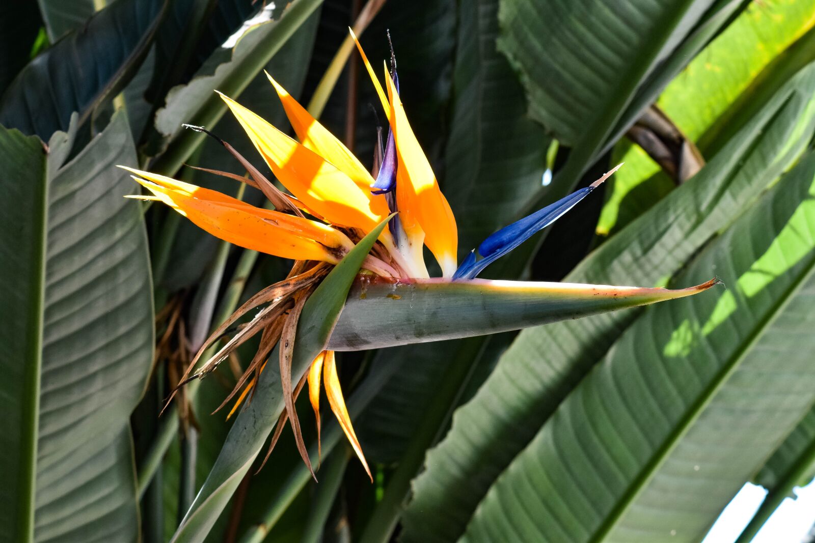 Nikon D5500 sample photo. Spring, nature, plant photography