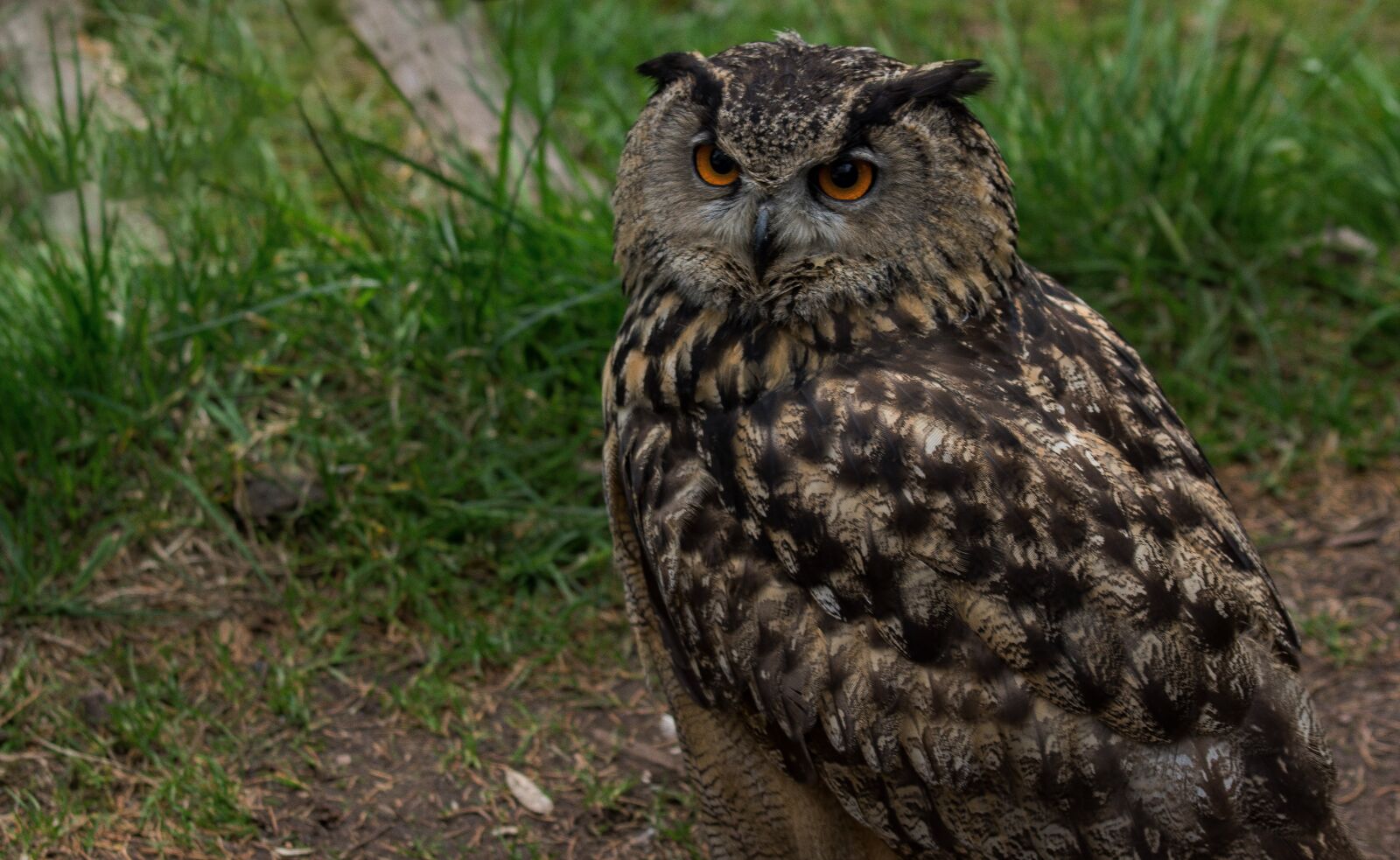 Sony SLT-A77 sample photo. Eagle owl, raptor, falconry photography