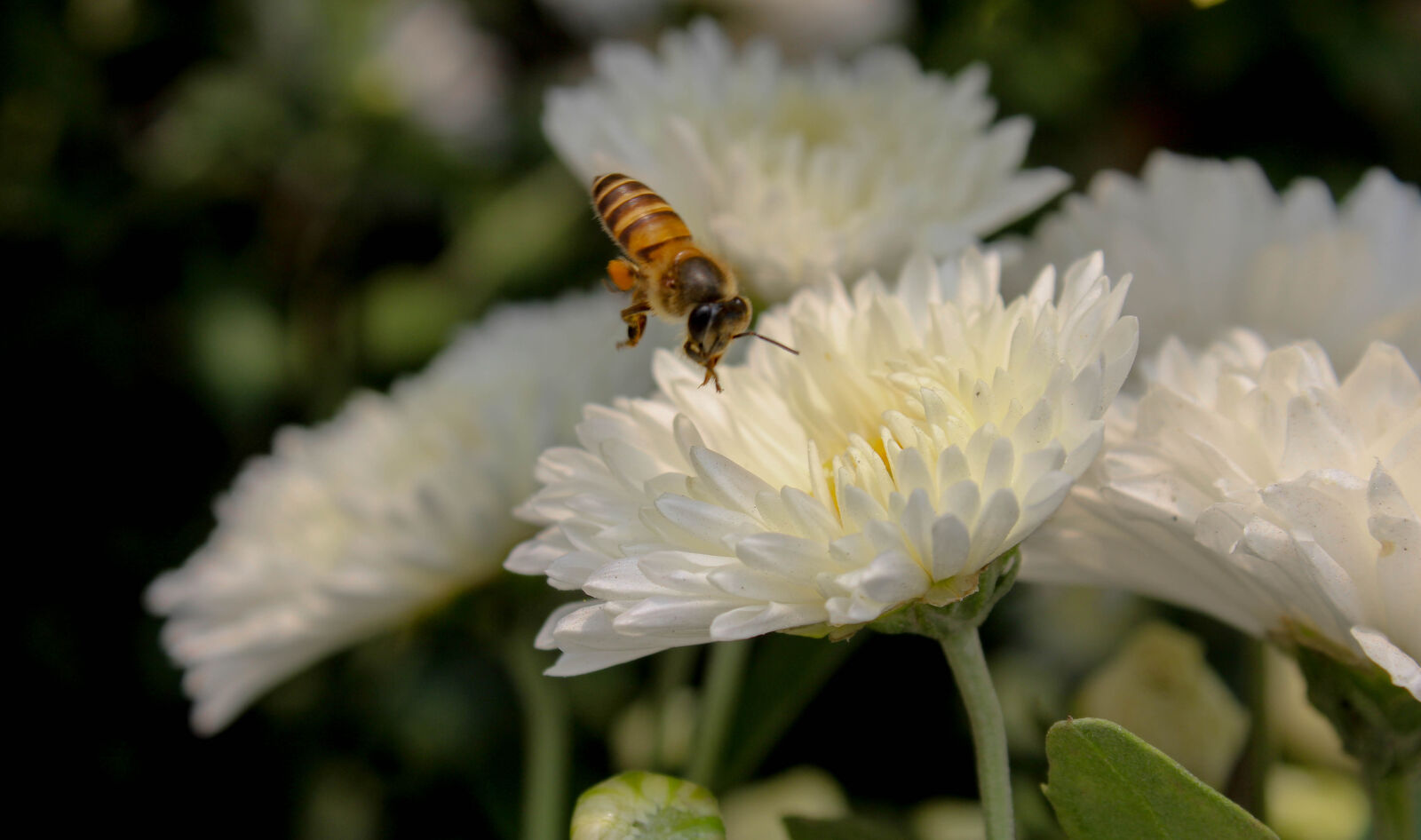 Canon EOS 1300D (EOS Rebel T6 / EOS Kiss X80) sample photo. Bee, flower photography