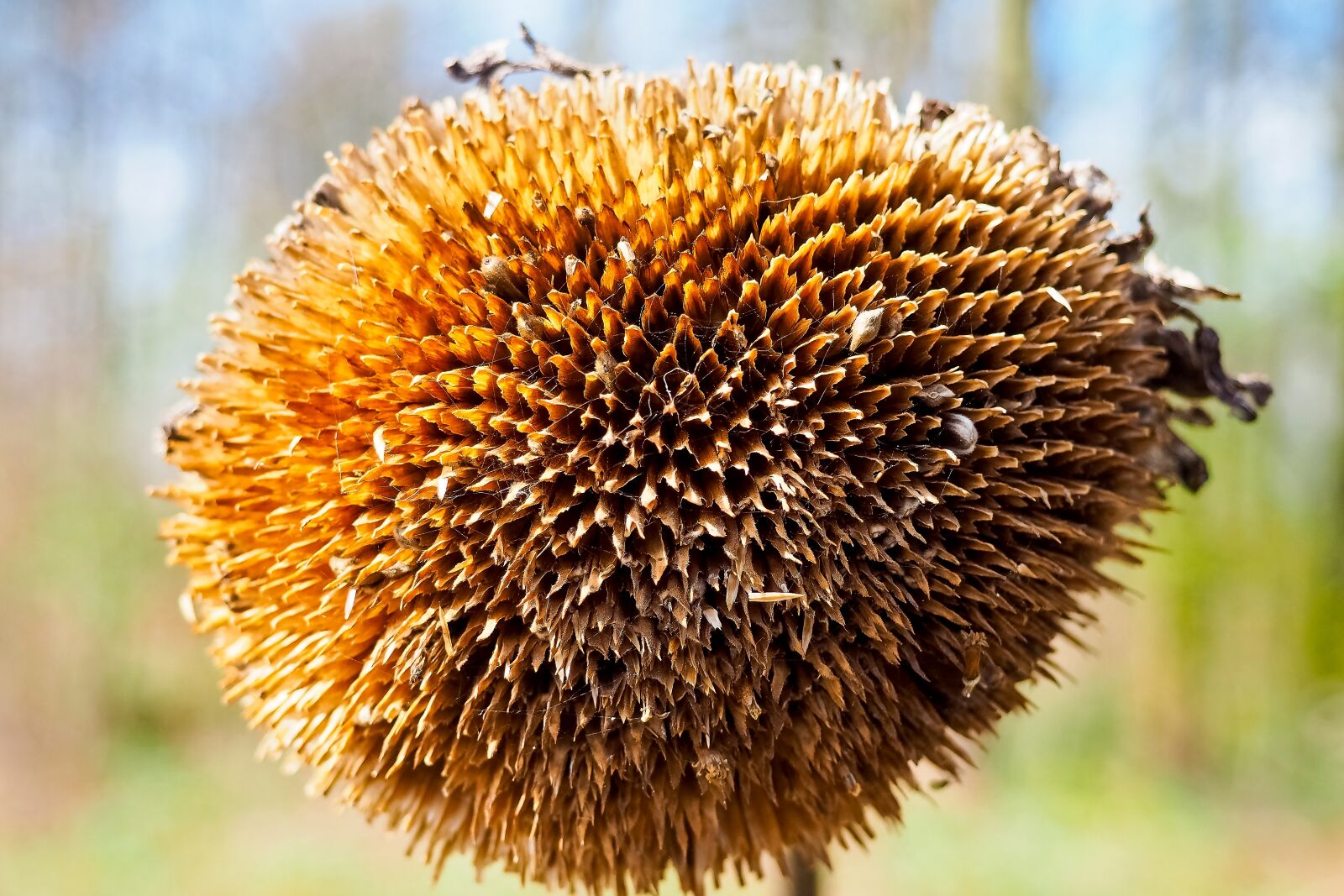 Olympus OM-D E-M10 sample photo. Sunflower, plant, nature photography