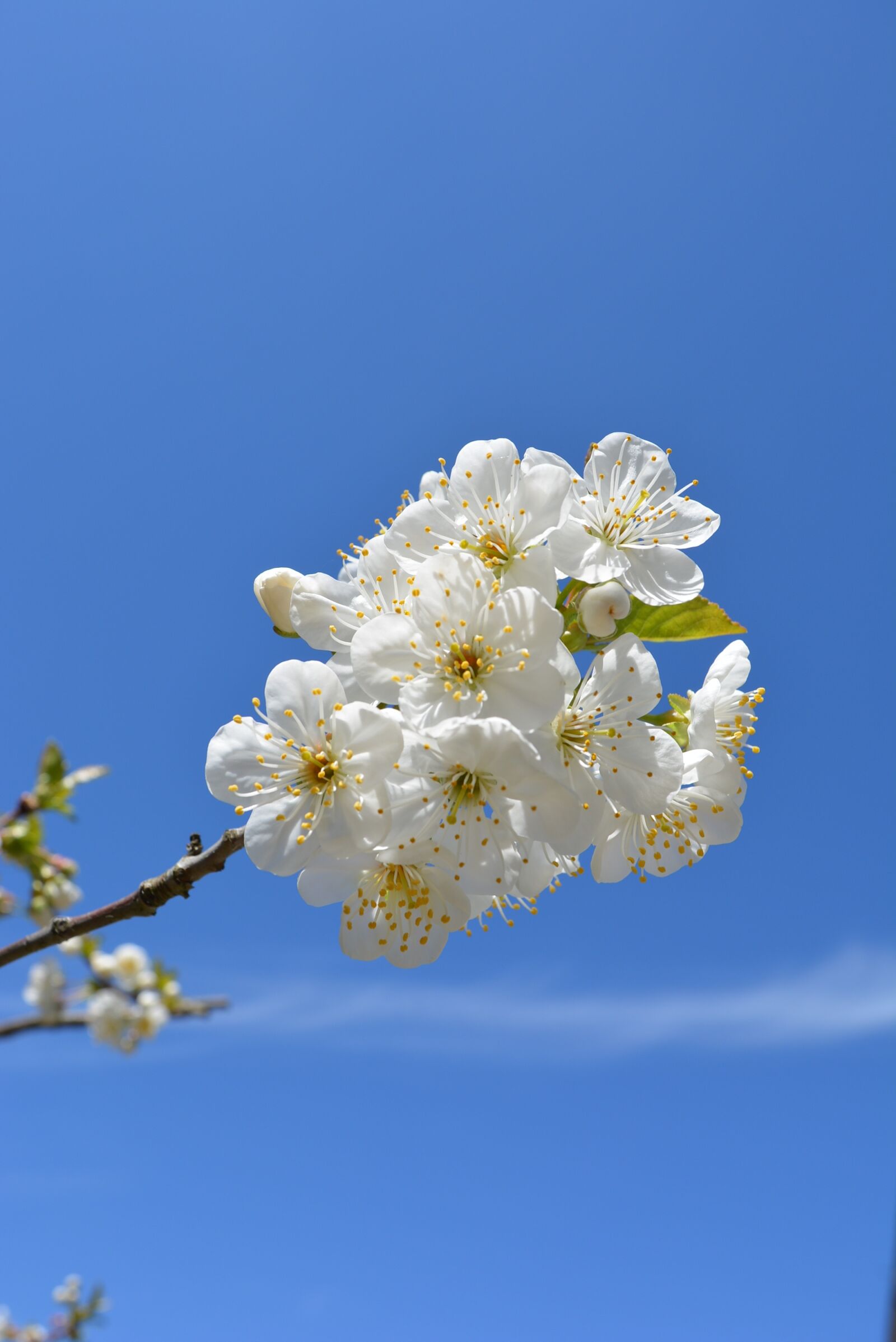 Nikon D5200 sample photo. Cherry, flowers, bloom photography
