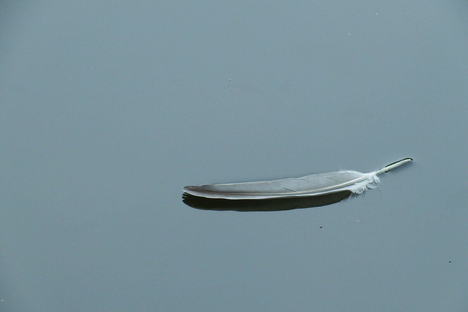Fujifilm FinePix S1 sample photo. Feather, bird, water photography