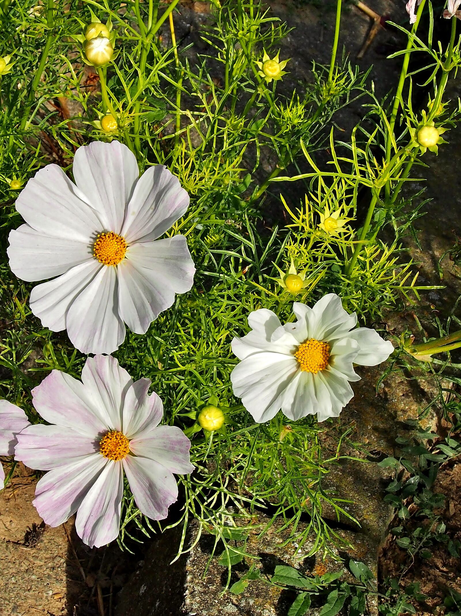 Olympus OM-D E-M5 sample photo. Cosmos, cosmea, white photography