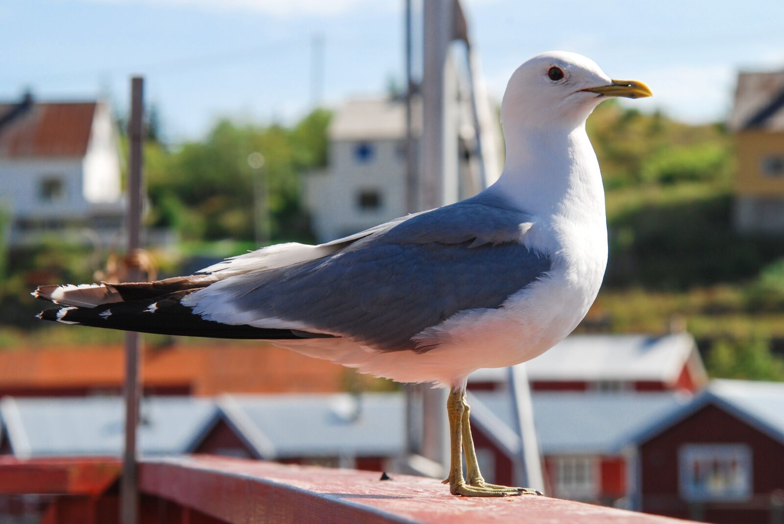 Nikon D80 sample photo. Norway, the seagull, beak photography