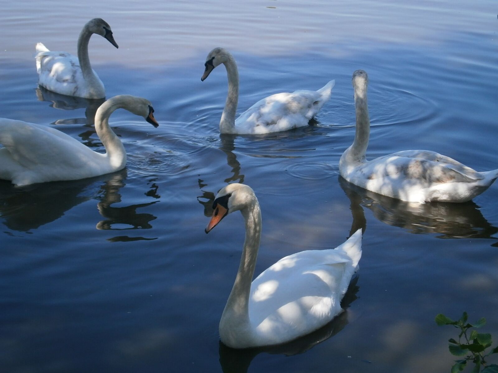 Olympus VG130,D710 sample photo. Swan, swans, birds photography