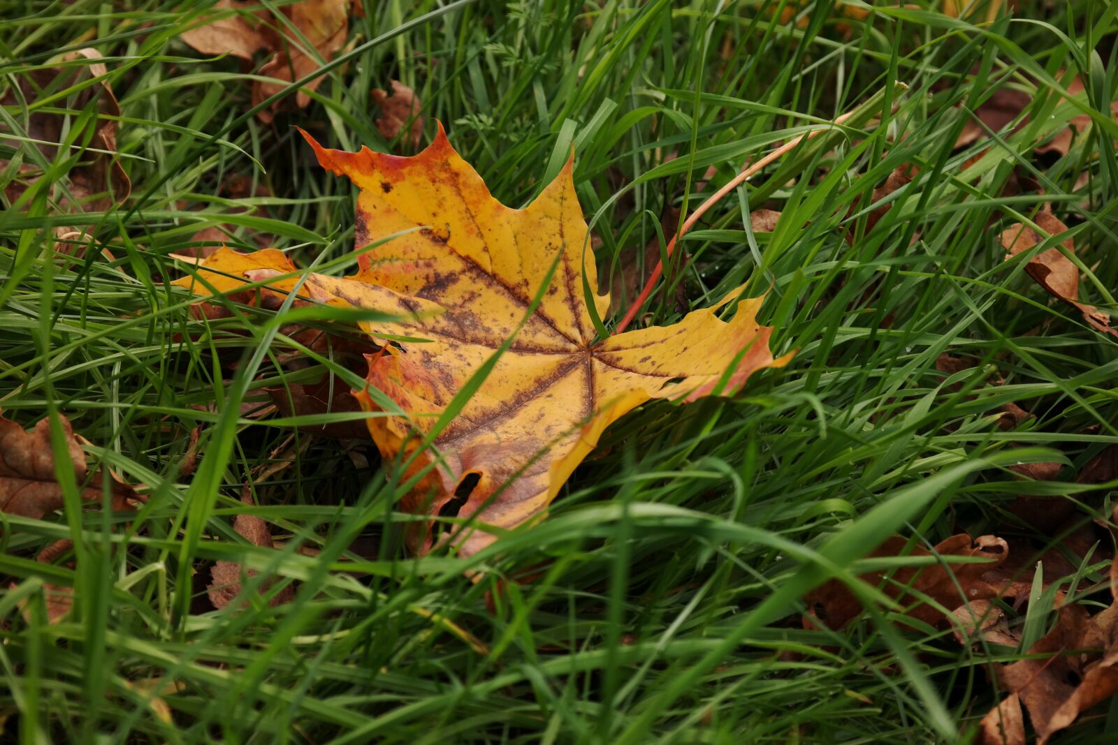 Samsung NX300M sample photo. Leaf, maple, meadow photography