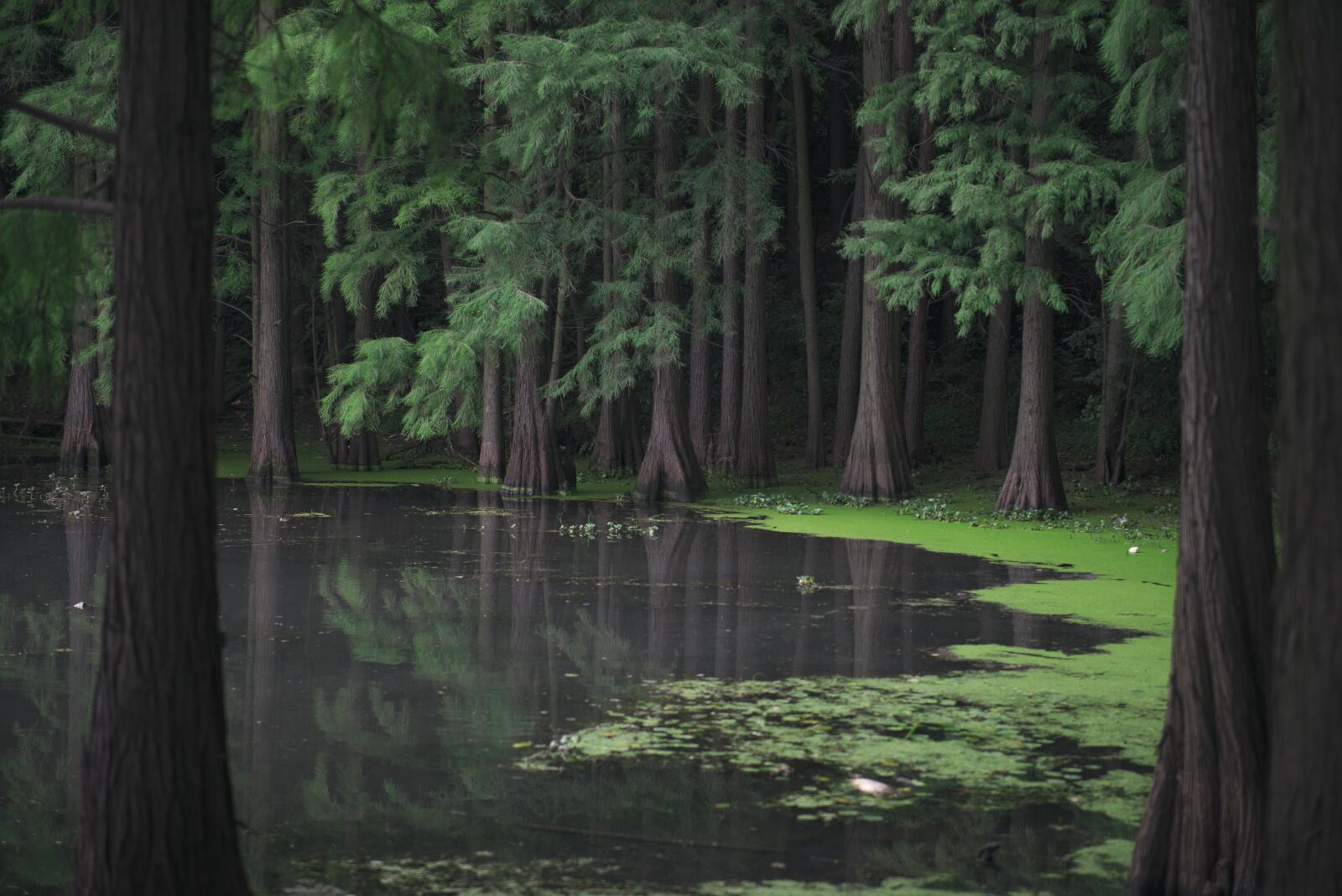 Nikon D610 sample photo. Forest, mangroves, lake photography