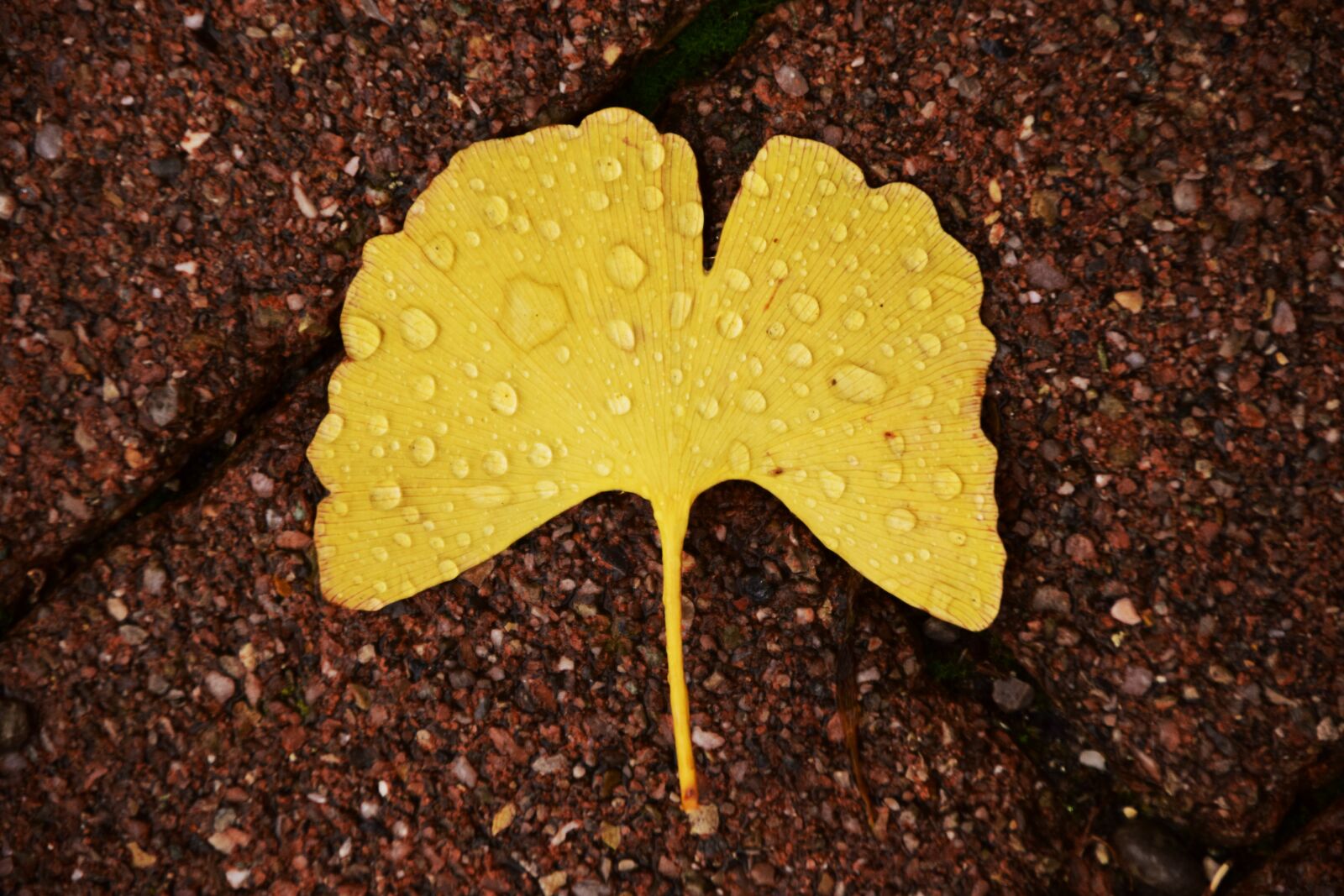 Nikon D3300 sample photo. Ginkgo, ginkgo leaf, autumn photography