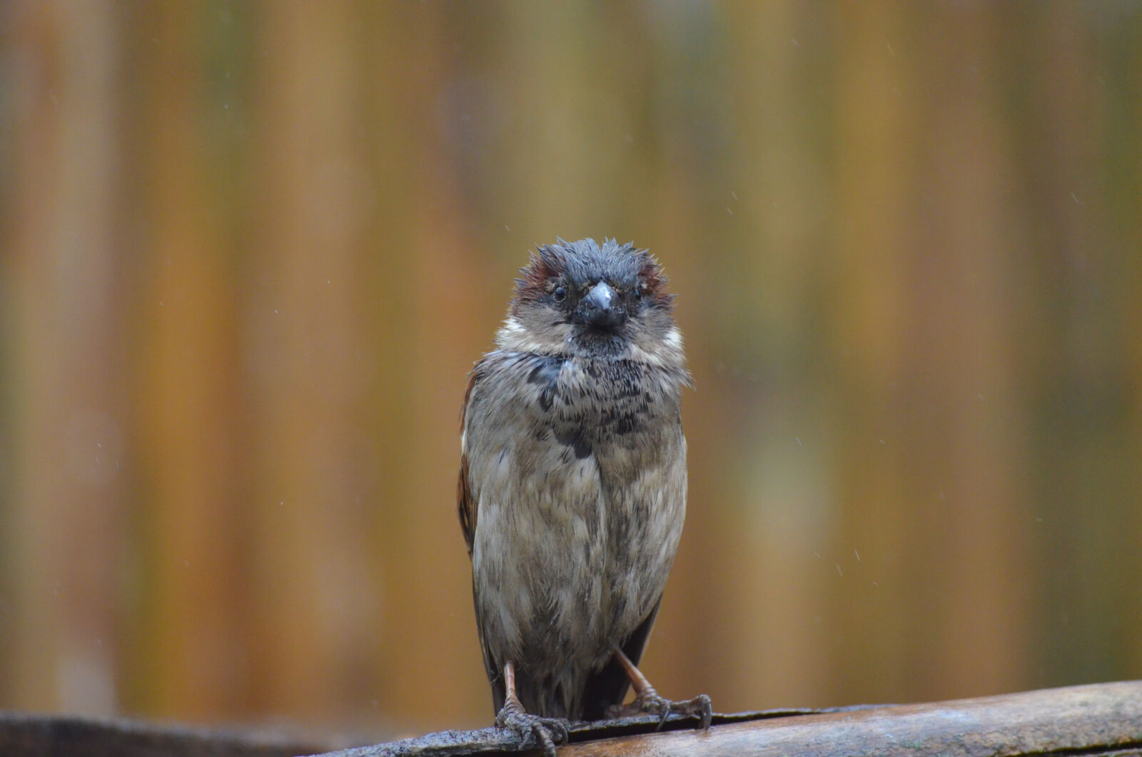 Nikon D5100 sample photo