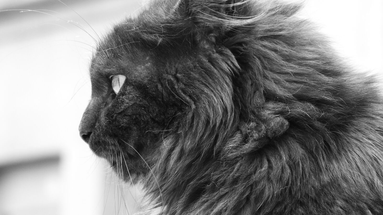 Nikon Coolpix P610 sample photo. Cat, they, hair photography