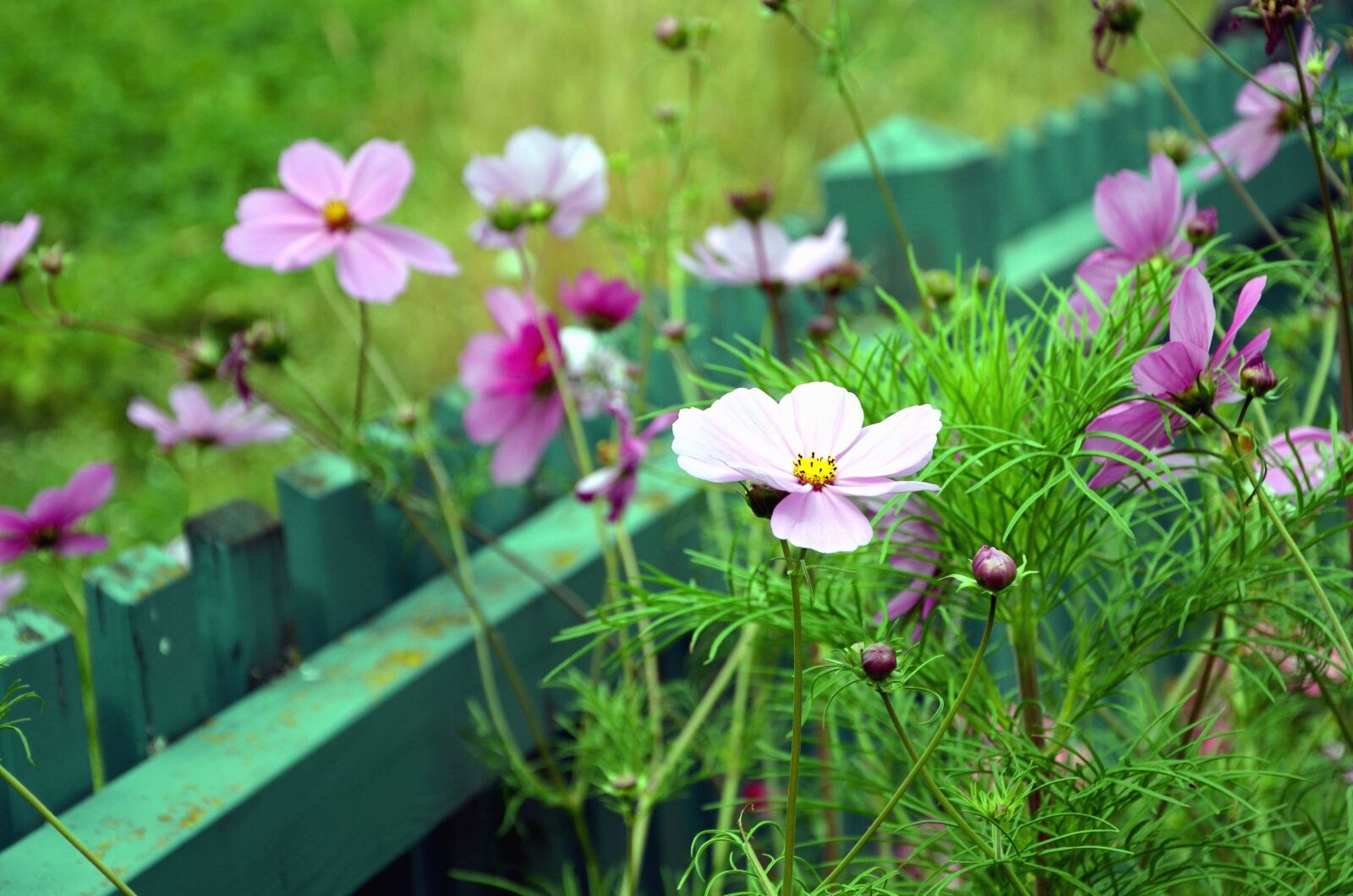 Nikon D5100 sample photo. Flower, garden, fence, flowering photography