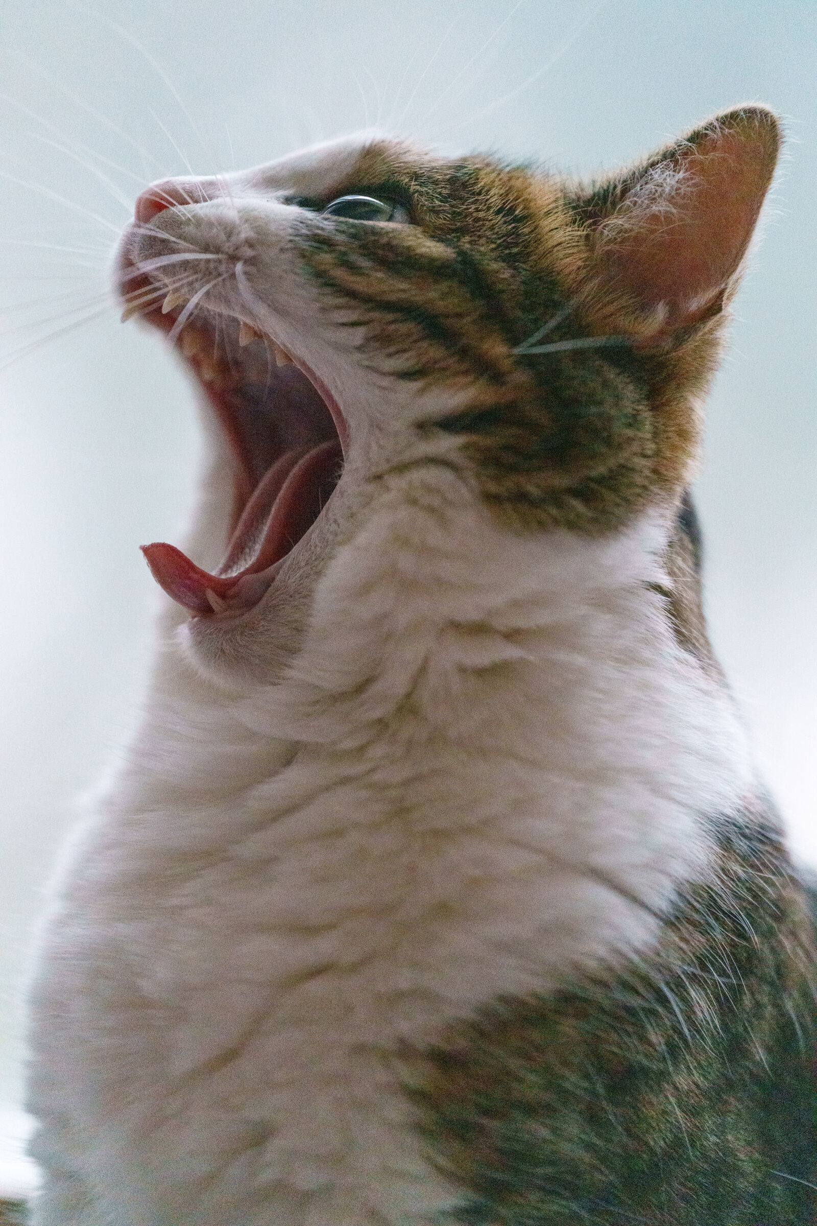 Sigma 70-200mm F2.8 DG DN OS | Sports sample photo. Cat yawning photography