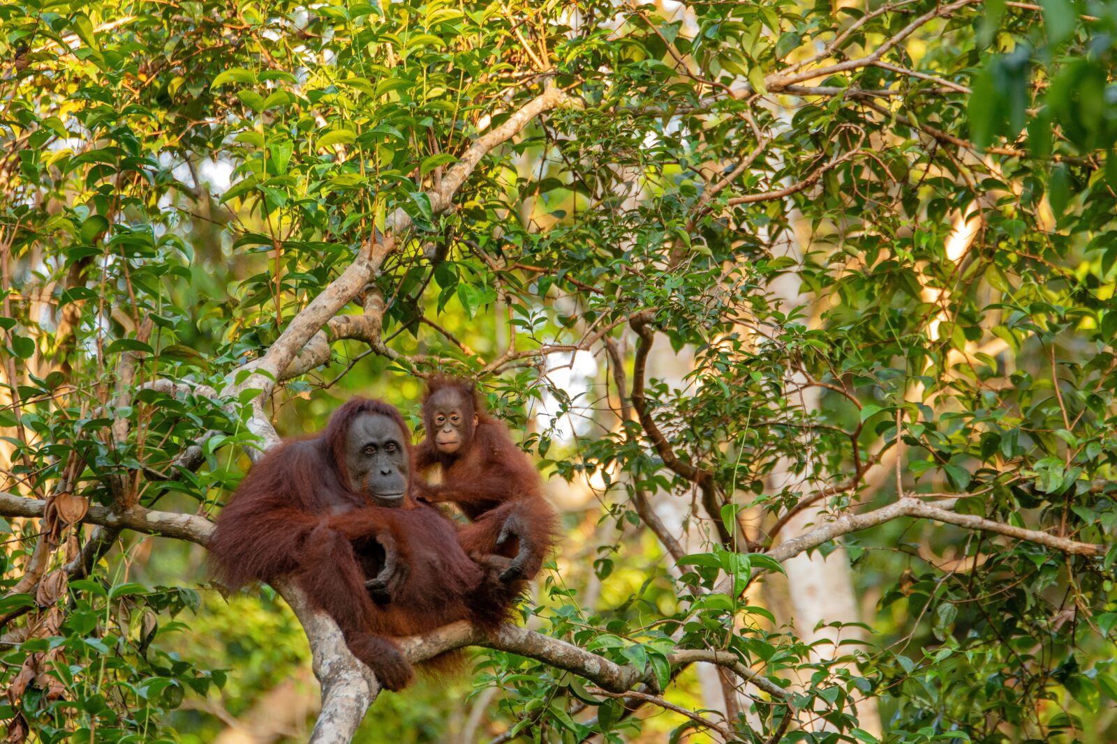 Nikon D7100 + Tamron SP 70-200mm F2.8 Di VC USD sample photo. Orangutan, mother, animal photography