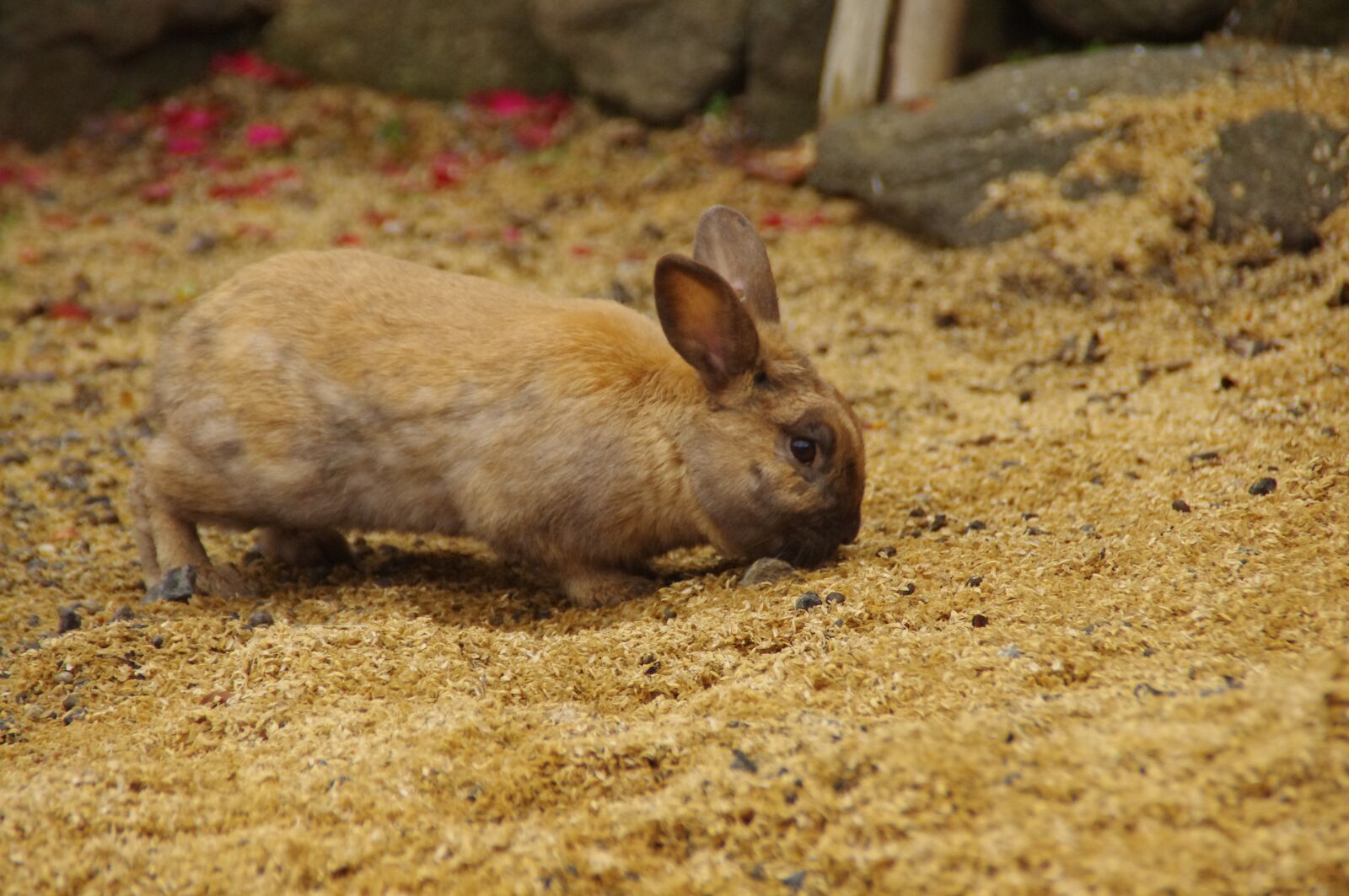 Pentax K-r sample photo. Rabbit, bunny, animal photography