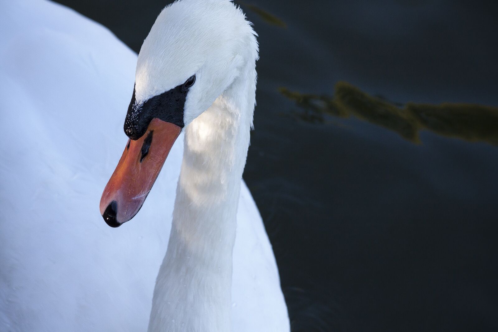 Canon EOS 50D sample photo. Swan, mute swan, bird photography