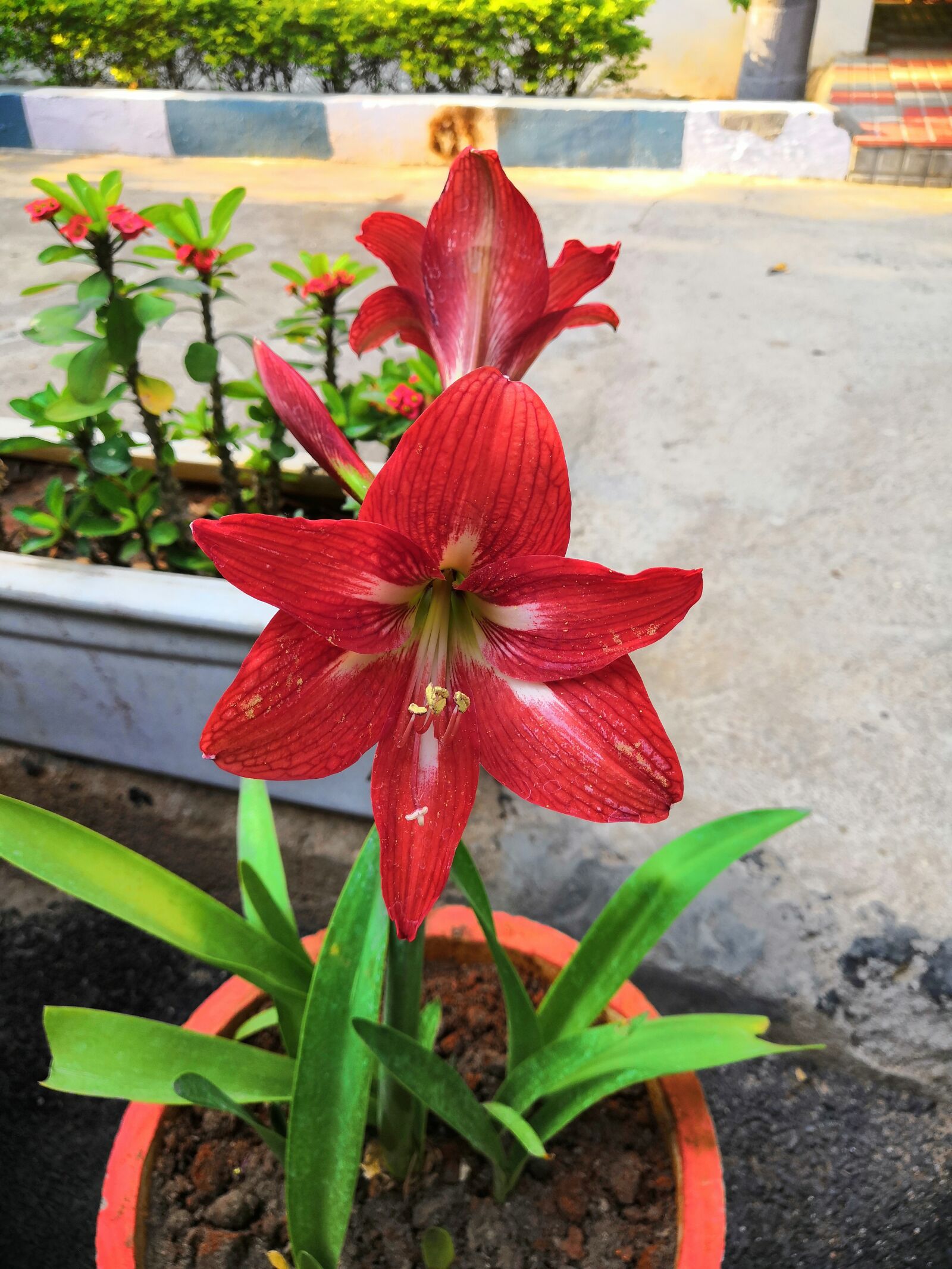 HUAWEI Honor 10 sample photo. Flower, mid-autumn festival, nature photography