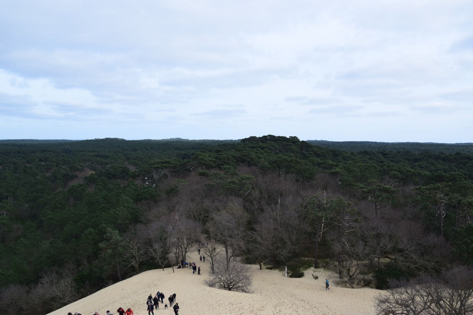 Nikon D5300 sample photo. Sand, forest, nature photography