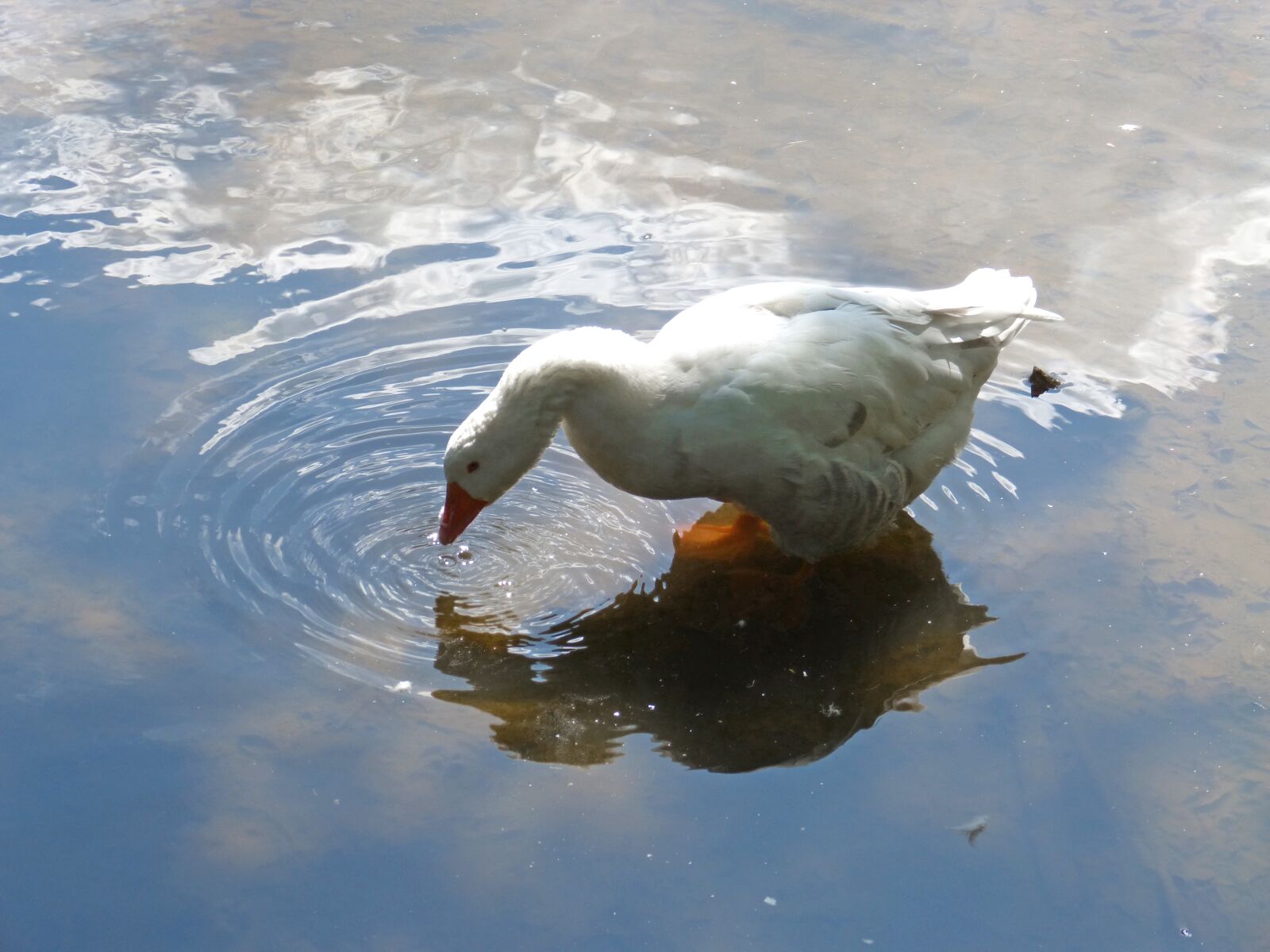 Panasonic DMC-FZ62 sample photo. Oca, water, pond photography