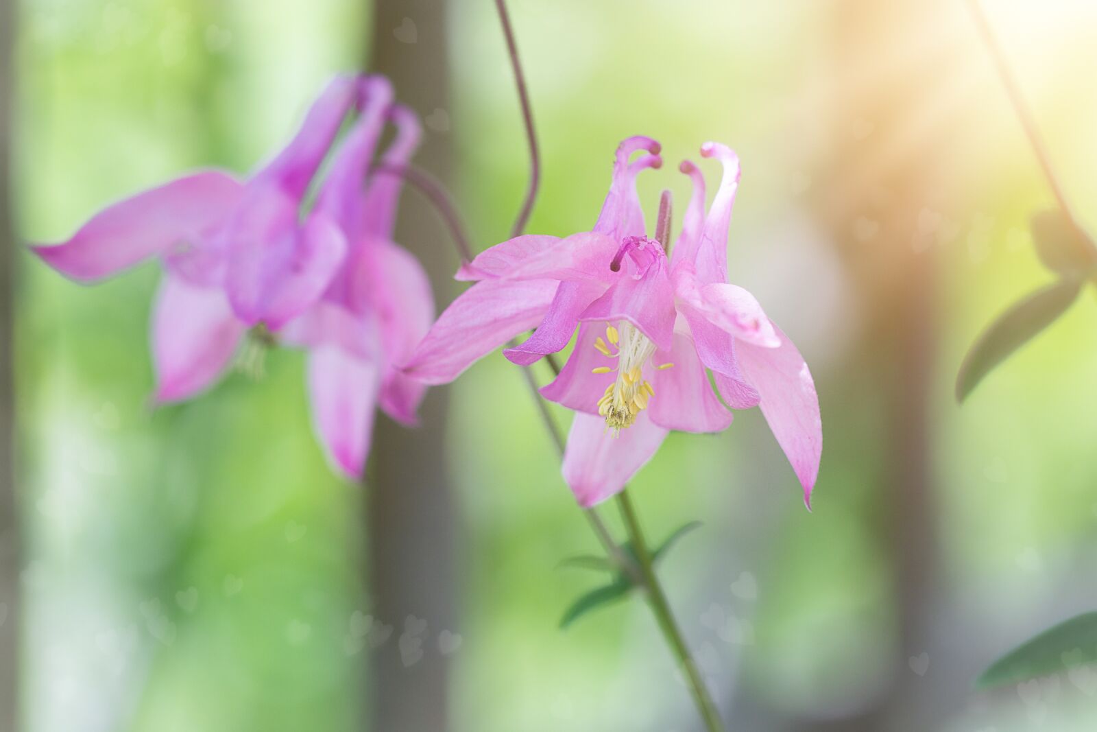 Nikon D7100 sample photo. Columbine, pink, pink columbine photography