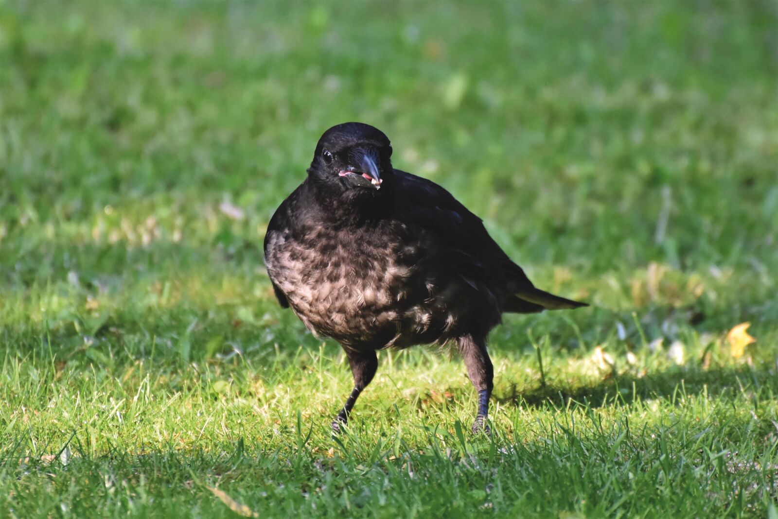 Nikon D7200 sample photo. Raven, crow, bird photography