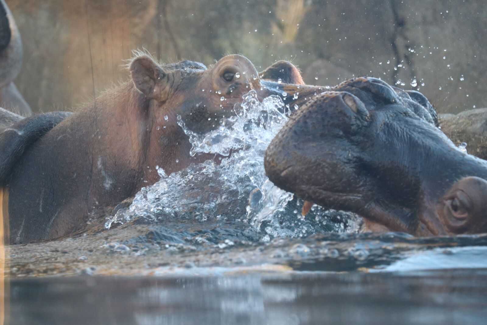 Canon EF-S 18-135mm F3.5-5.6 IS USM sample photo. Hippo, fight, water photography