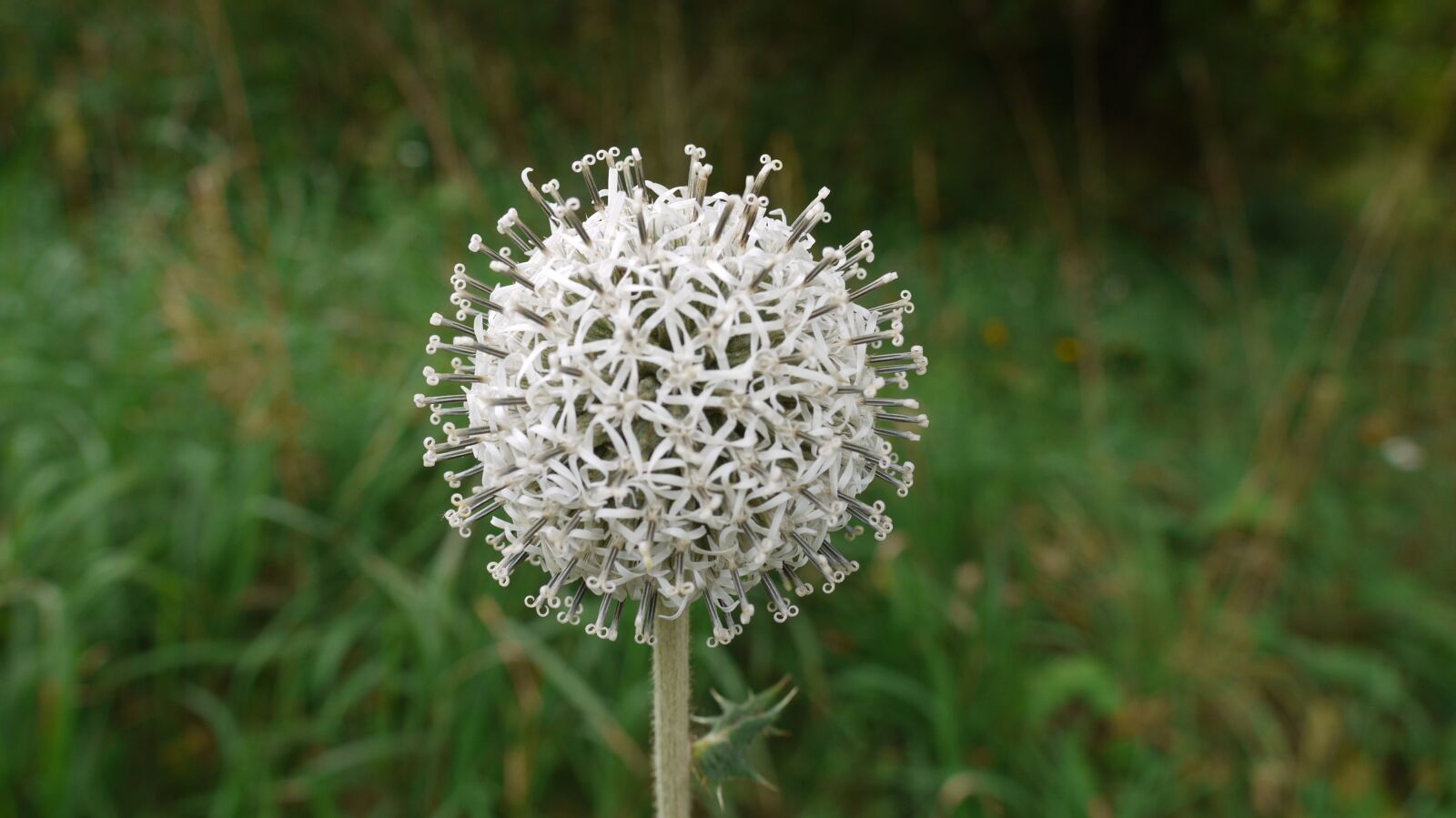 Panasonic Lumix DMC-G1 sample photo. Globe thistle, beauty, pallor photography