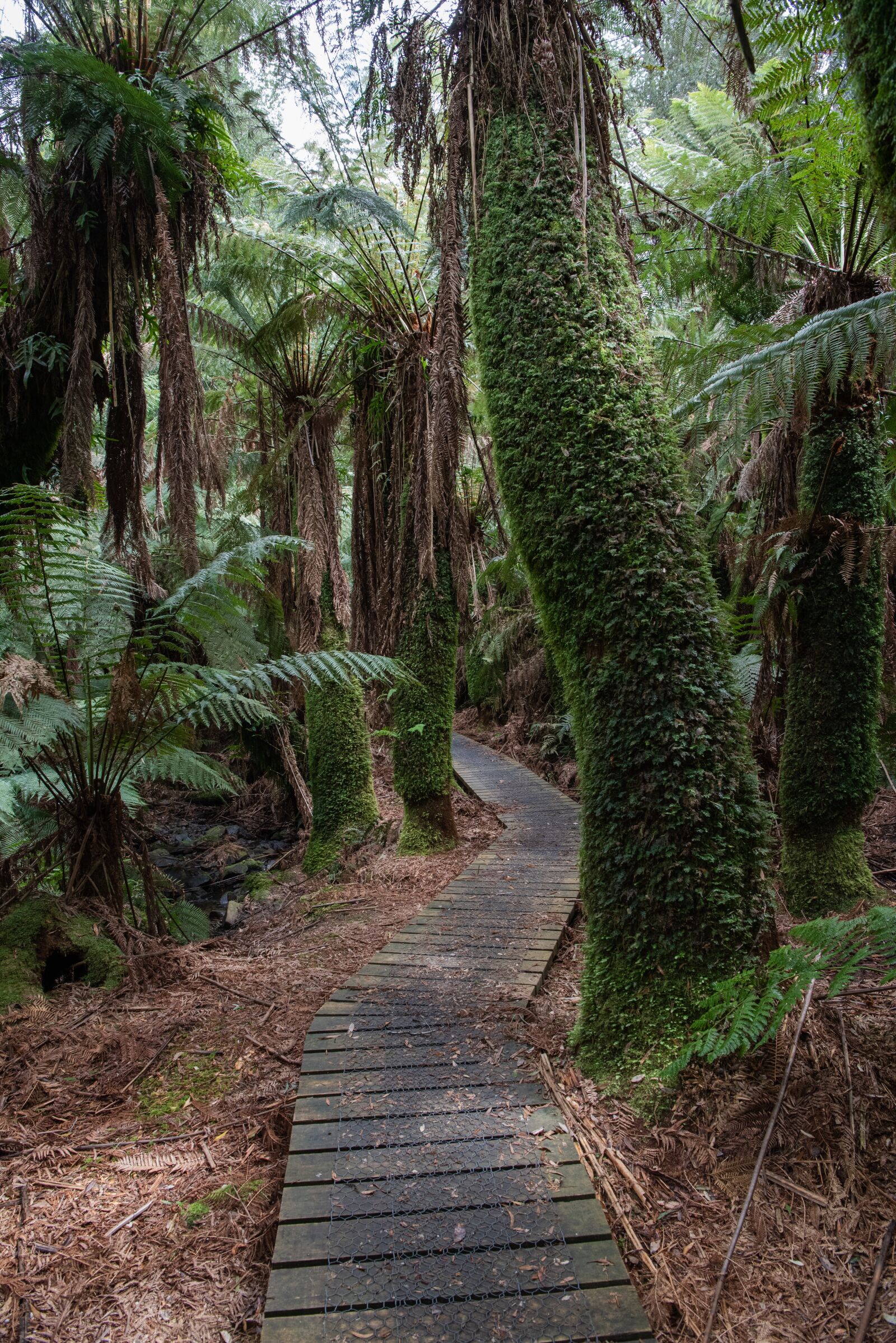 Nikon D750 sample photo. Rainforest, forest, ferns photography