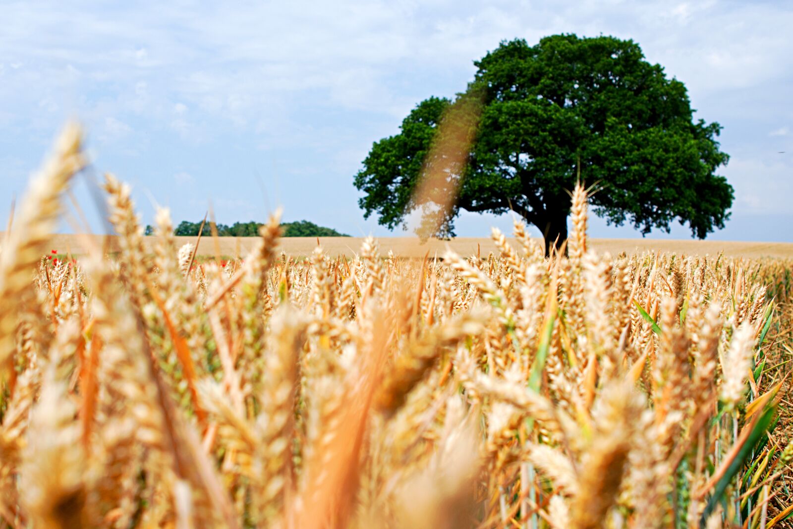 Nikon D3400 sample photo. Lone tree, wheat, field photography