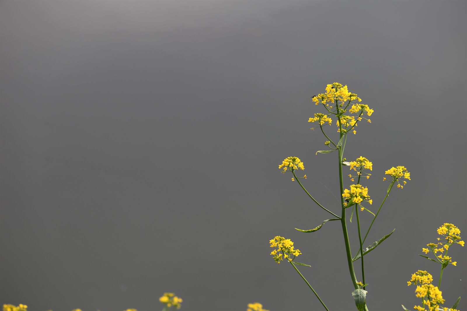 Canon EF 70-300 F4-5.6 IS II USM sample photo. Rapeseed, brassica napus, near photography