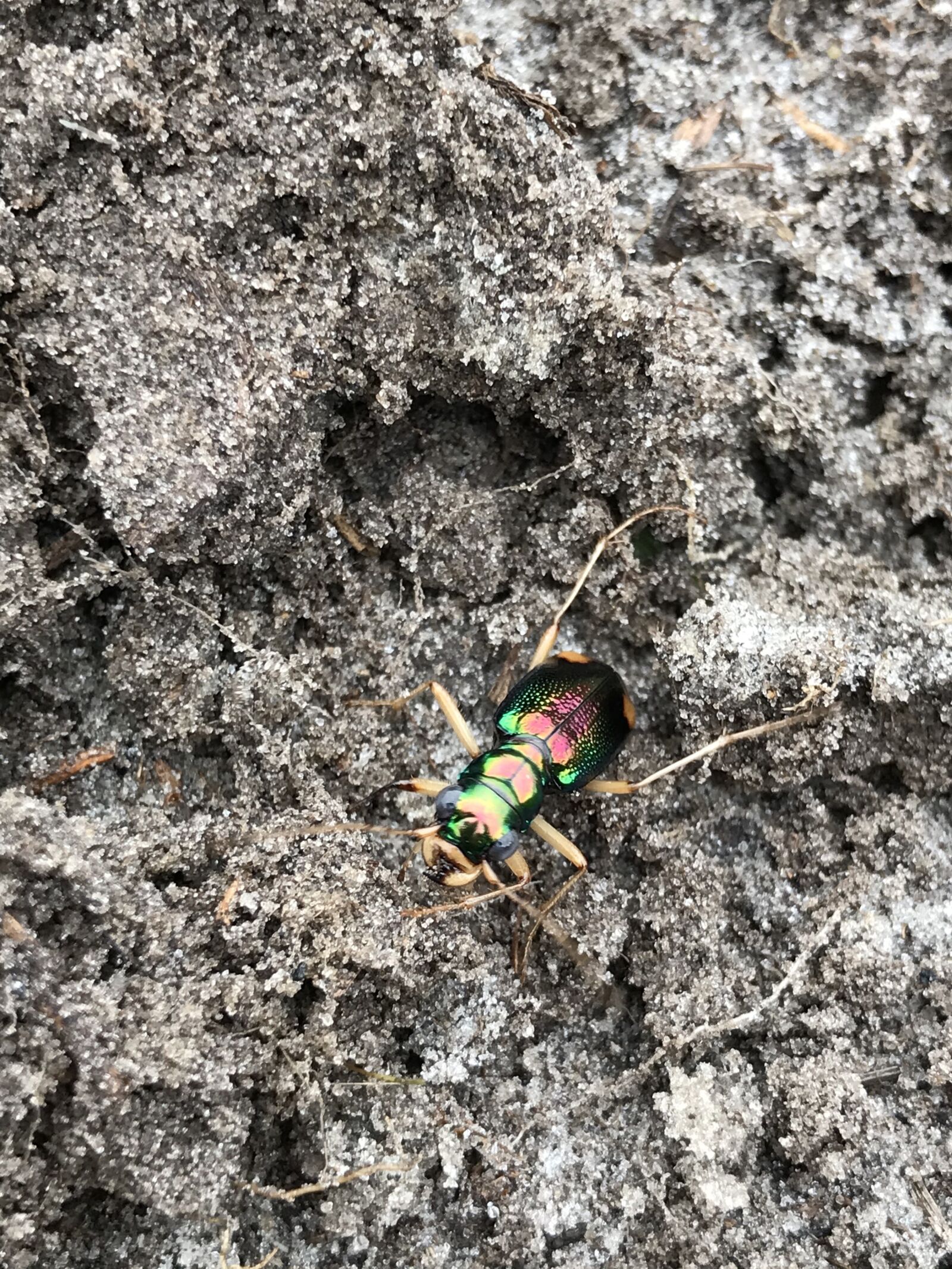 iPhone 7 Plus back dual camera 3.99mm f/1.8 sample photo. Beetle, rainbow beetle, oil photography