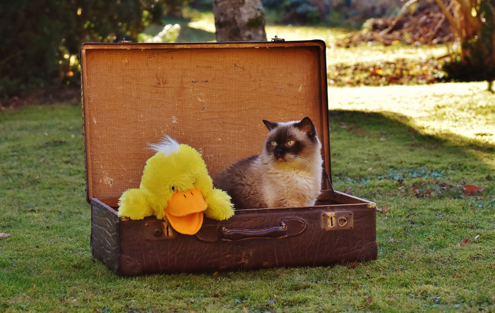 Nikon D7200 sample photo. Luggage, antique, cat photography