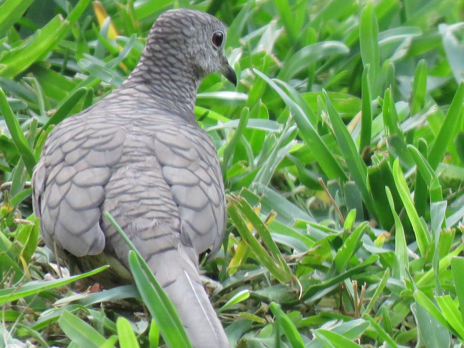 Canon PowerShot SX60 HS sample photo. Bird, silver dove, wildlife photography